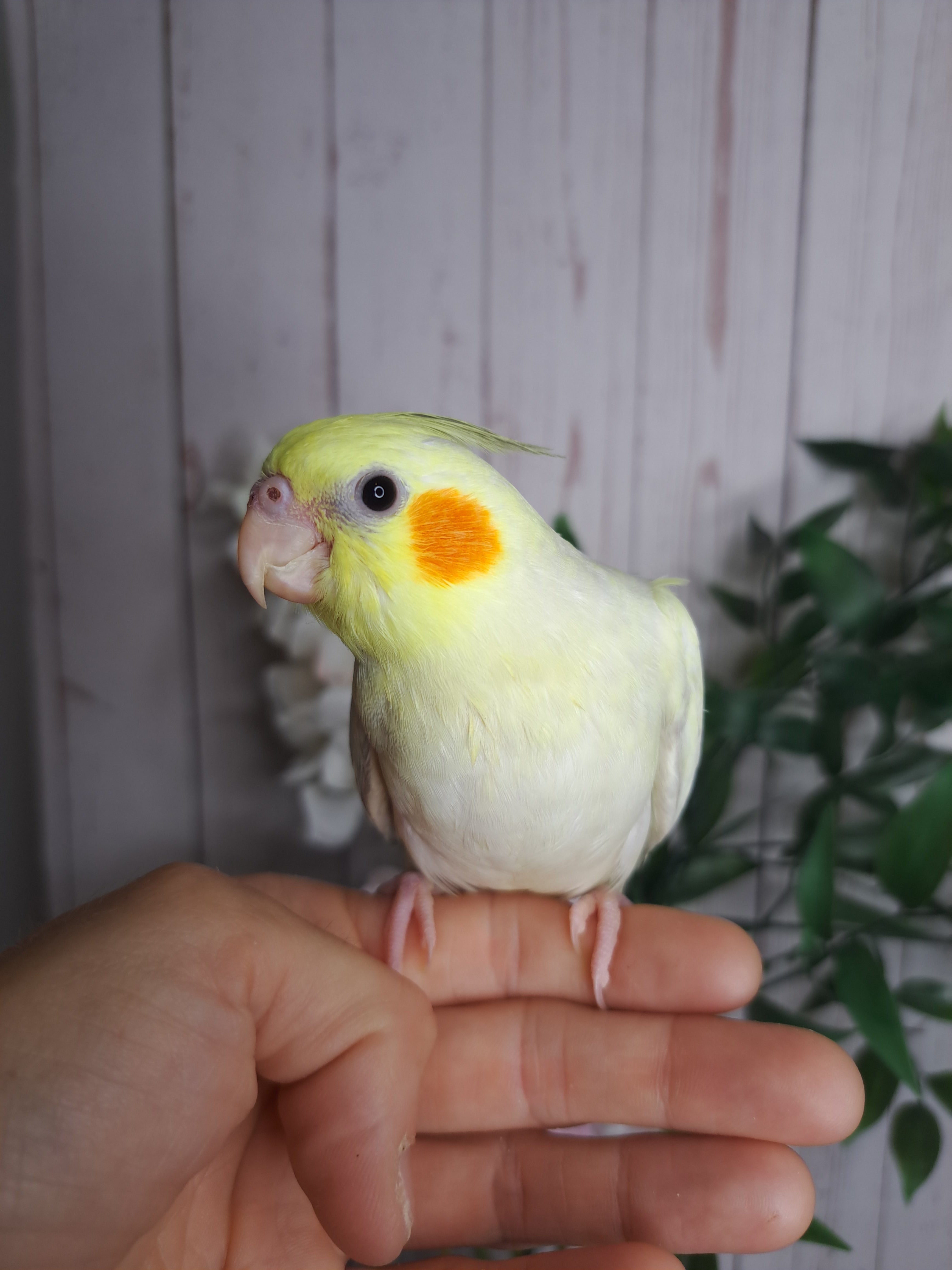 Cockatiel- Ring ID: D3399- DEPOSIT TAKEN