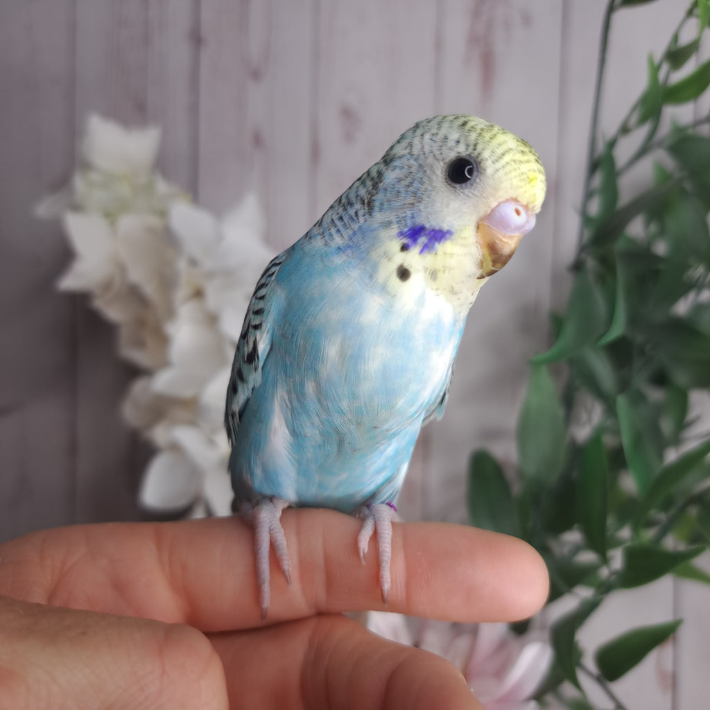 Budgie- Ring ID: N0290