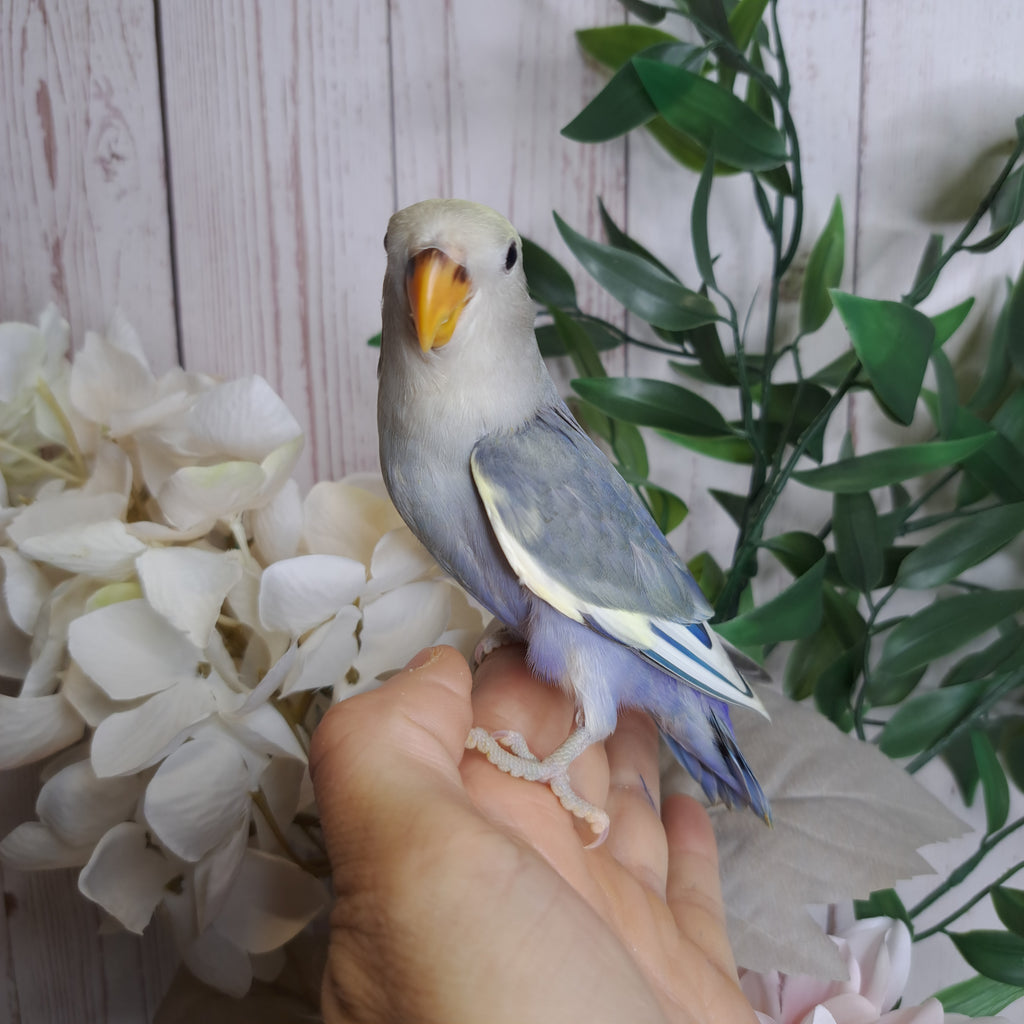 Lovebird- Ring ID: U5029