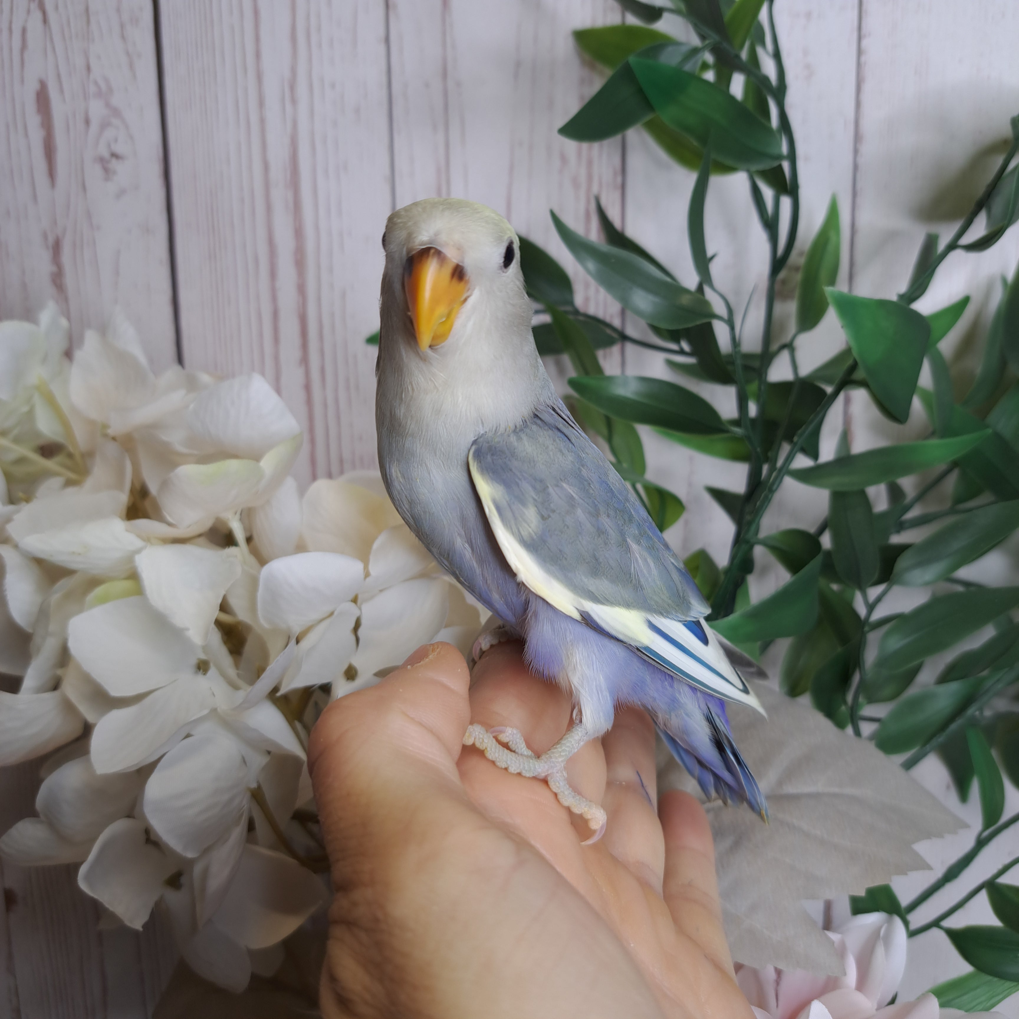 Lovebird- Ring ID: U5029