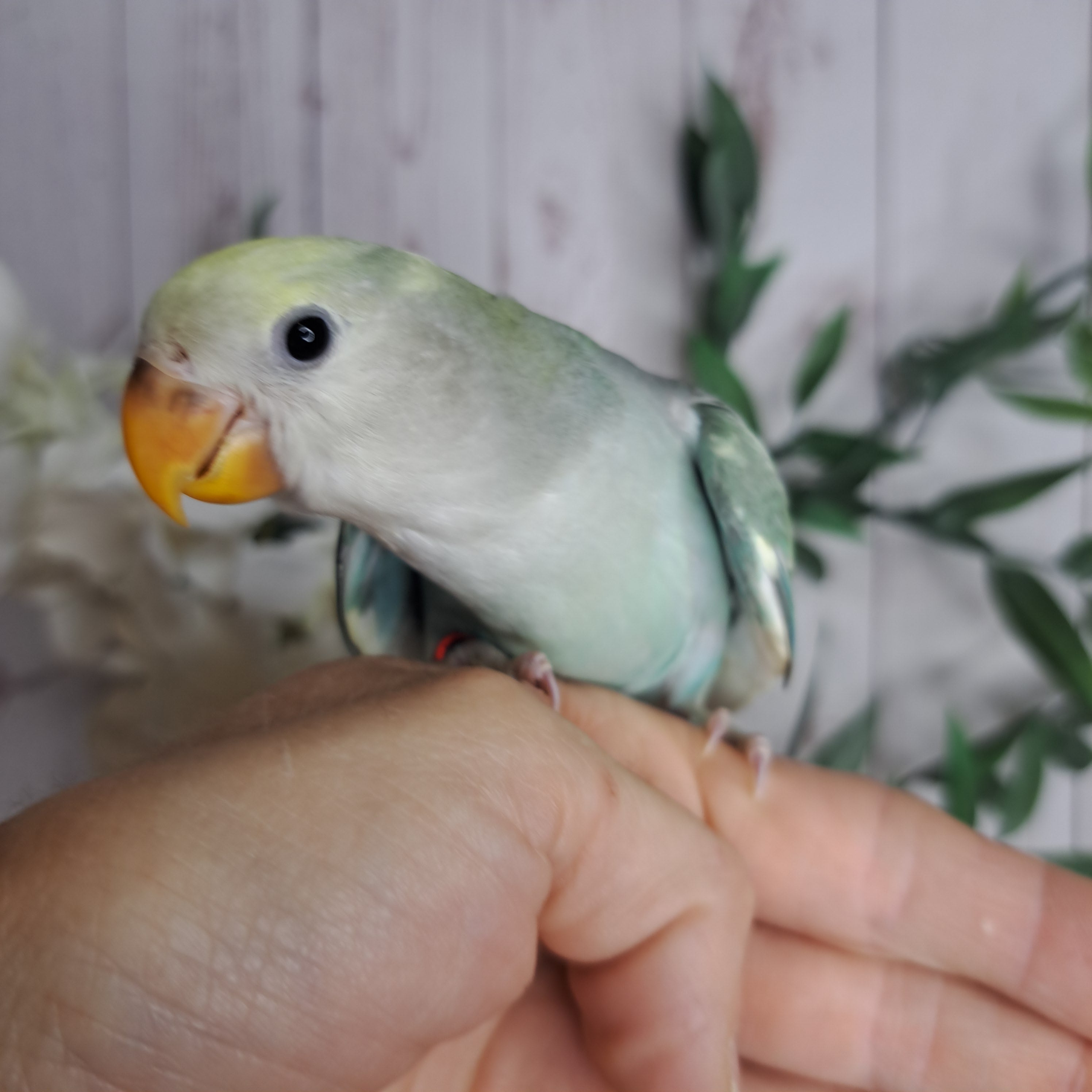 Lovebird- Ring ID: D065