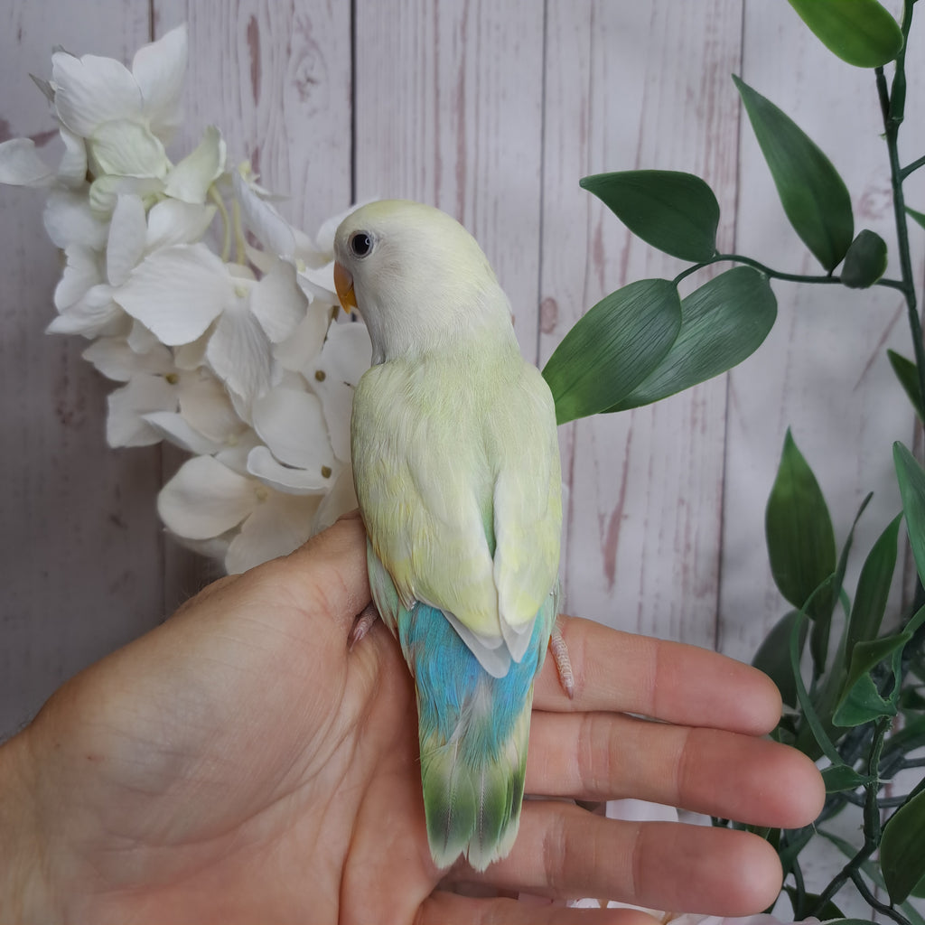 Lovebird- Ring ID: V4323