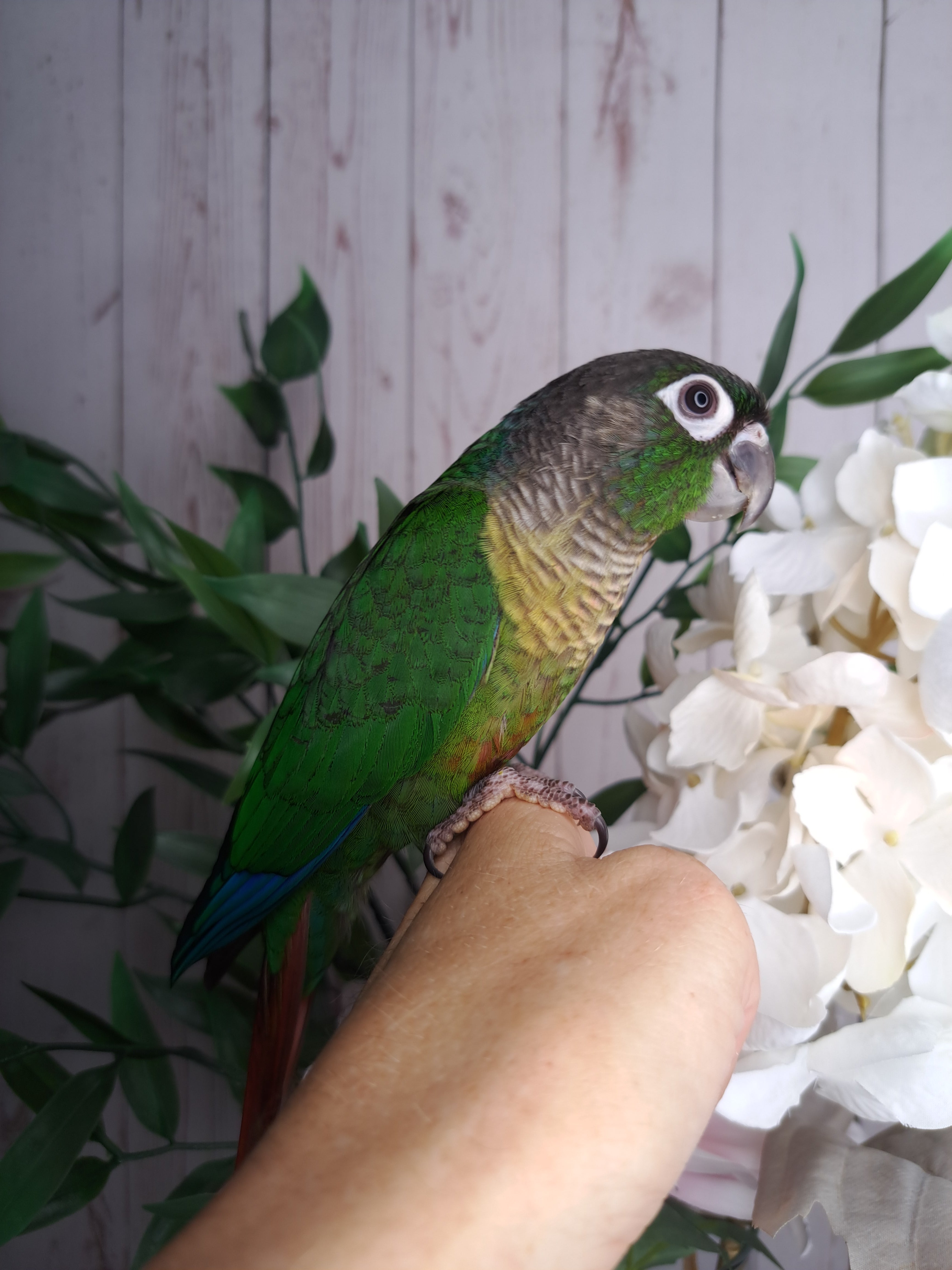 Green Cheek Conure- Ring ID: 295