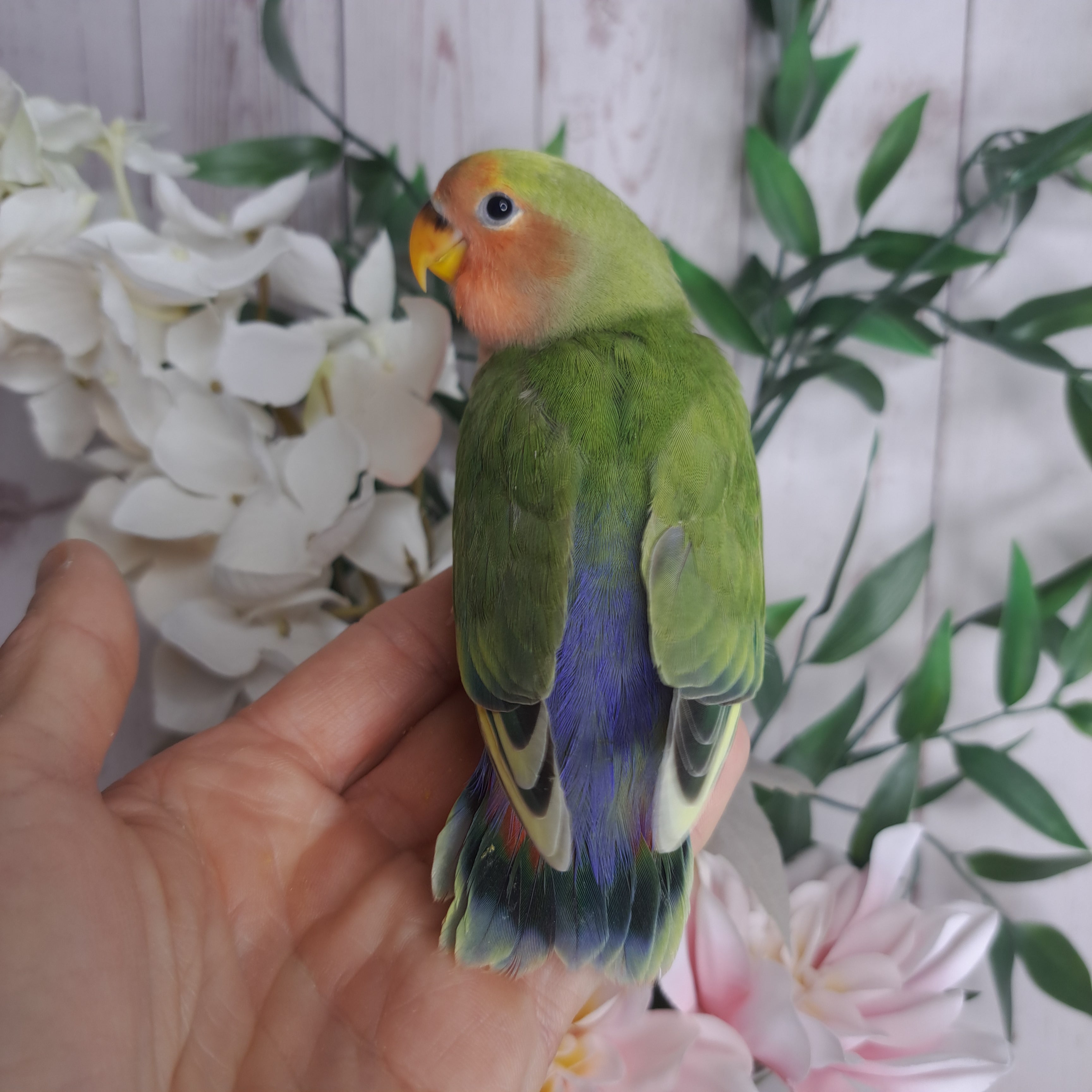 Lovebird- Ring ID: U3913