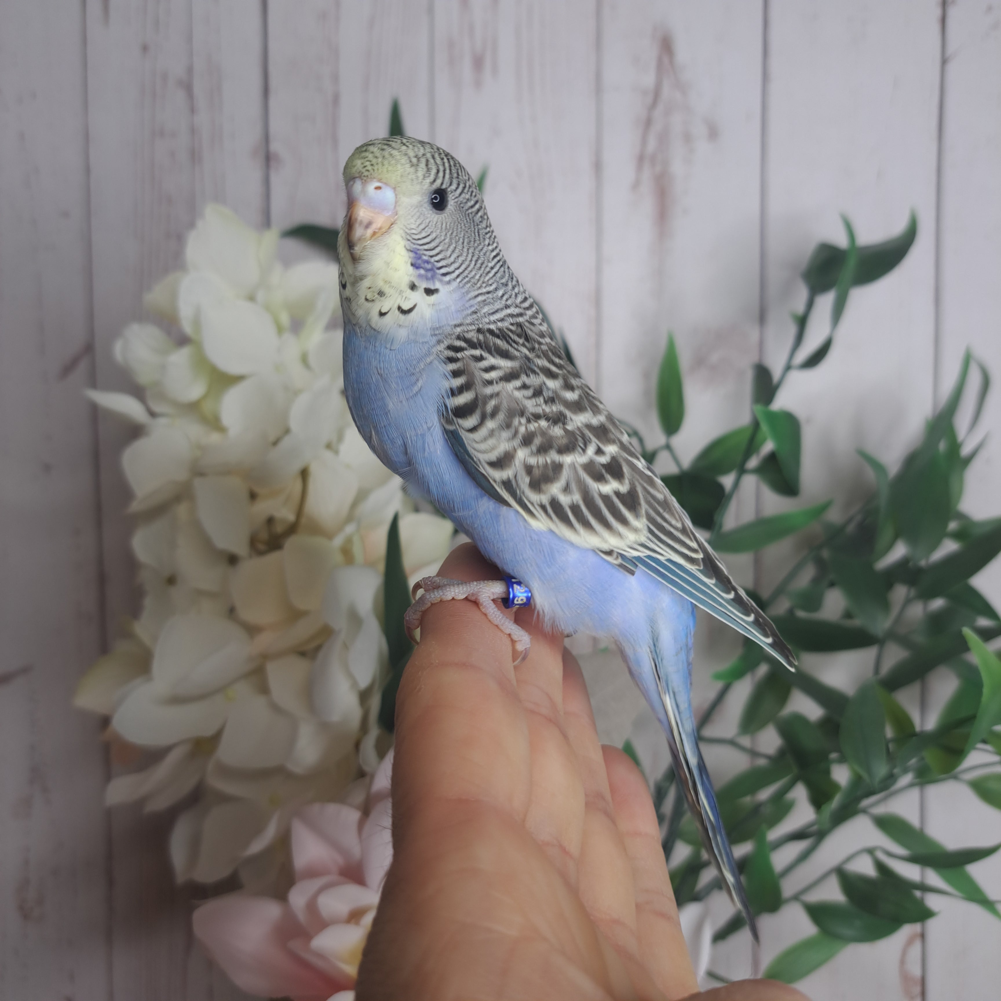 Budgie- Ring ID:  P3129