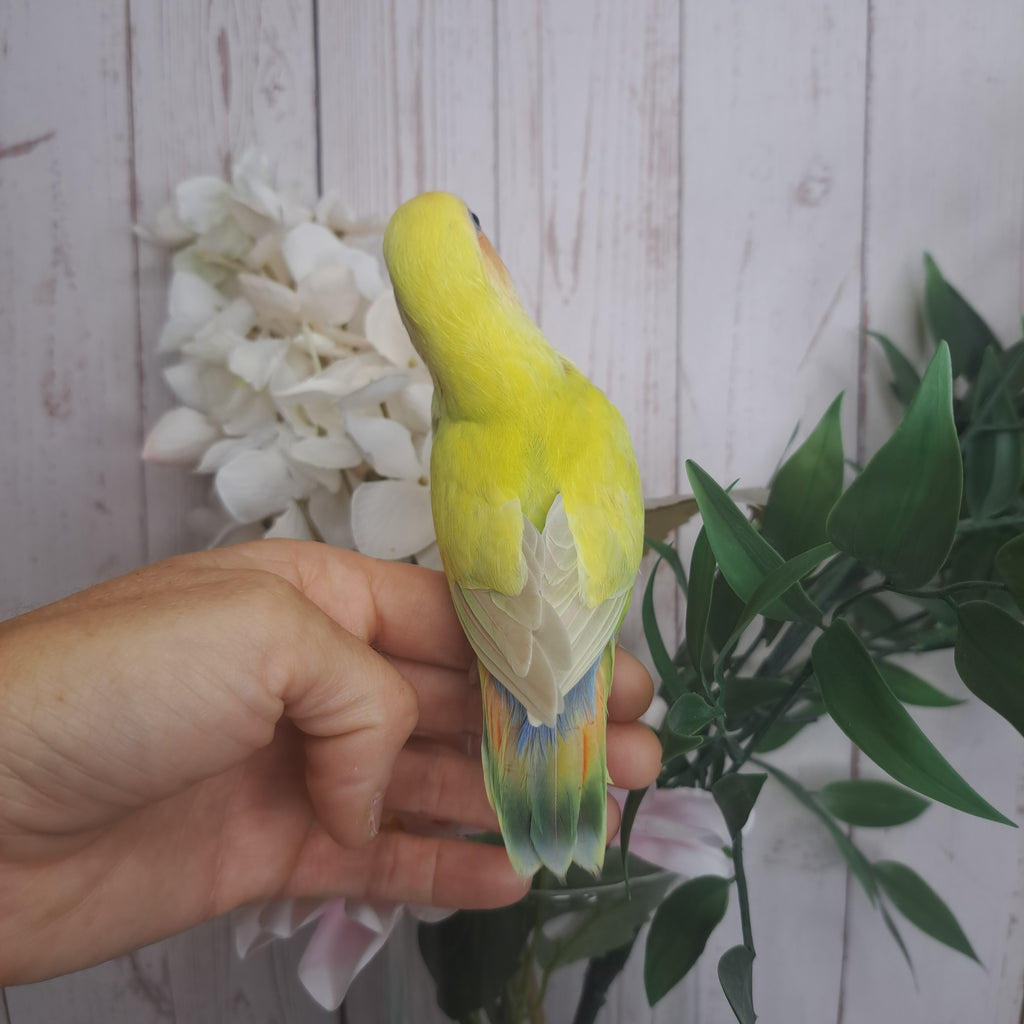 Lovebird- Ring ID: J0318
