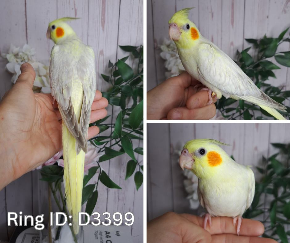 Cockatiel- Ring ID: D3399- DEPOSIT TAKEN