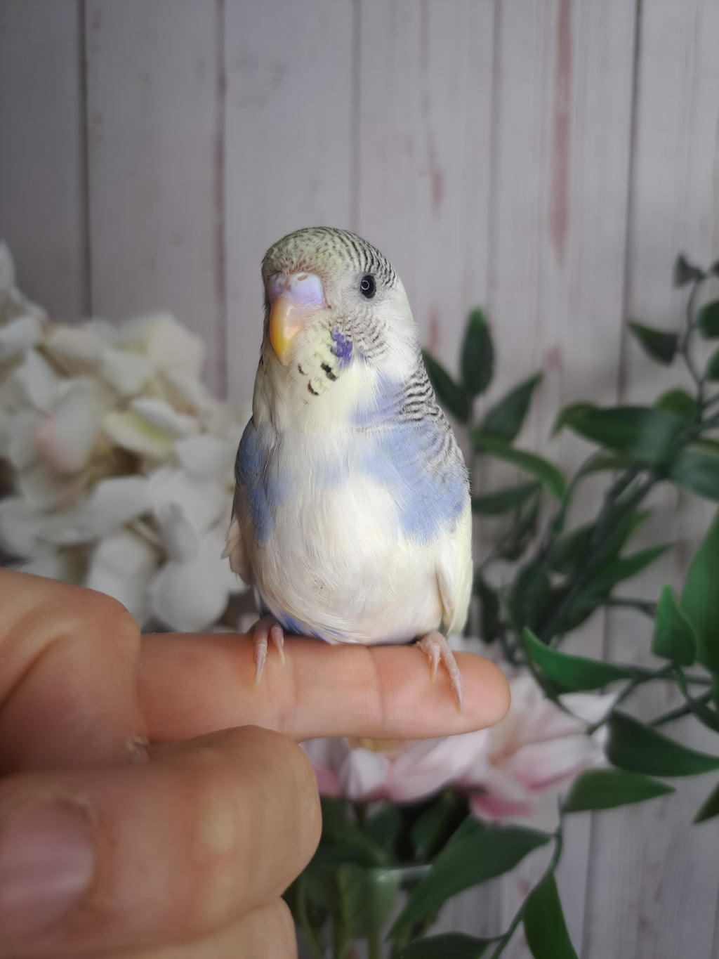 Budgie- Ring ID: U0657- DEPOSIT TAKEN