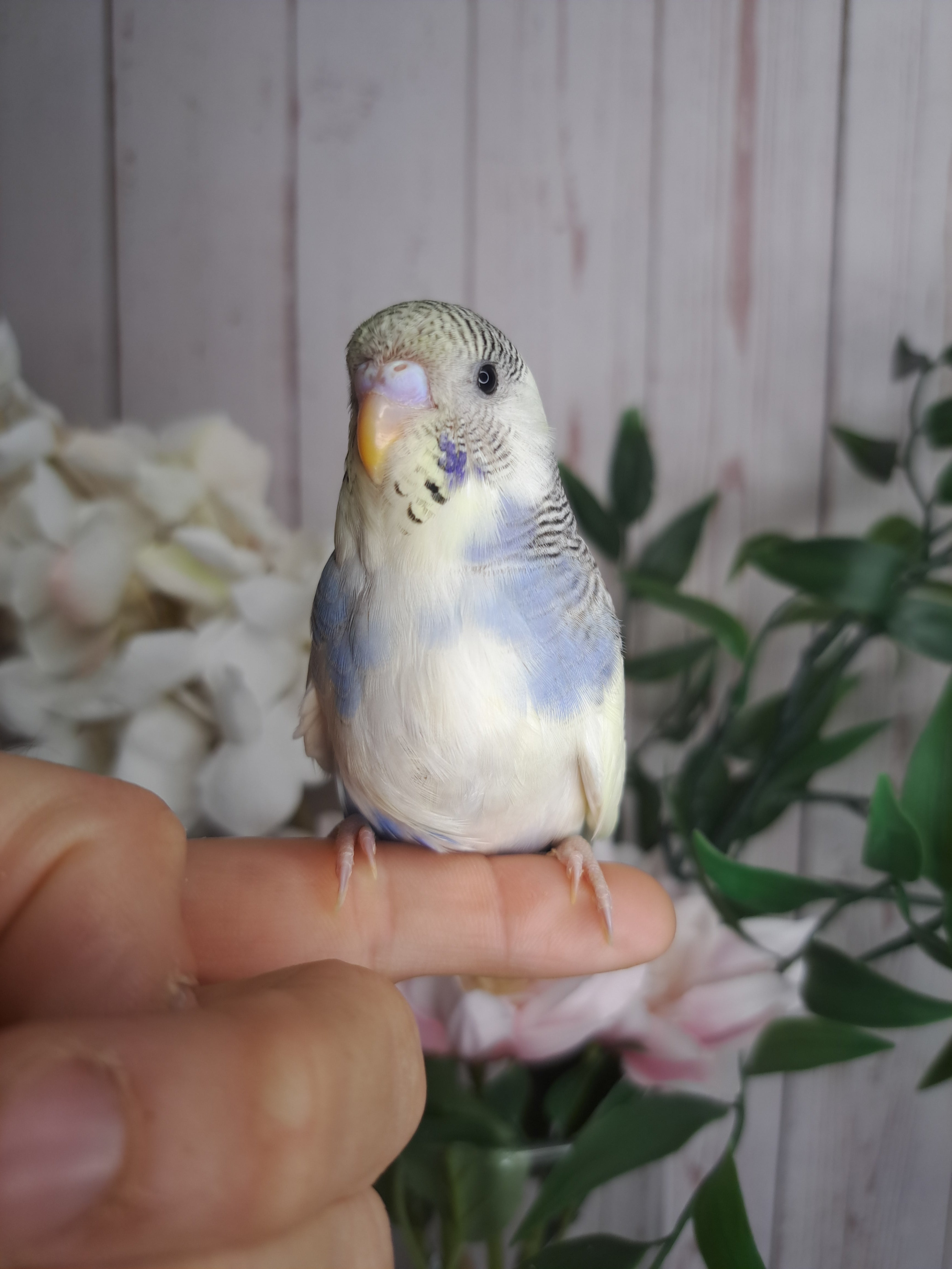 Budgie- Ring ID: U0657- DEPOSIT TAKEN