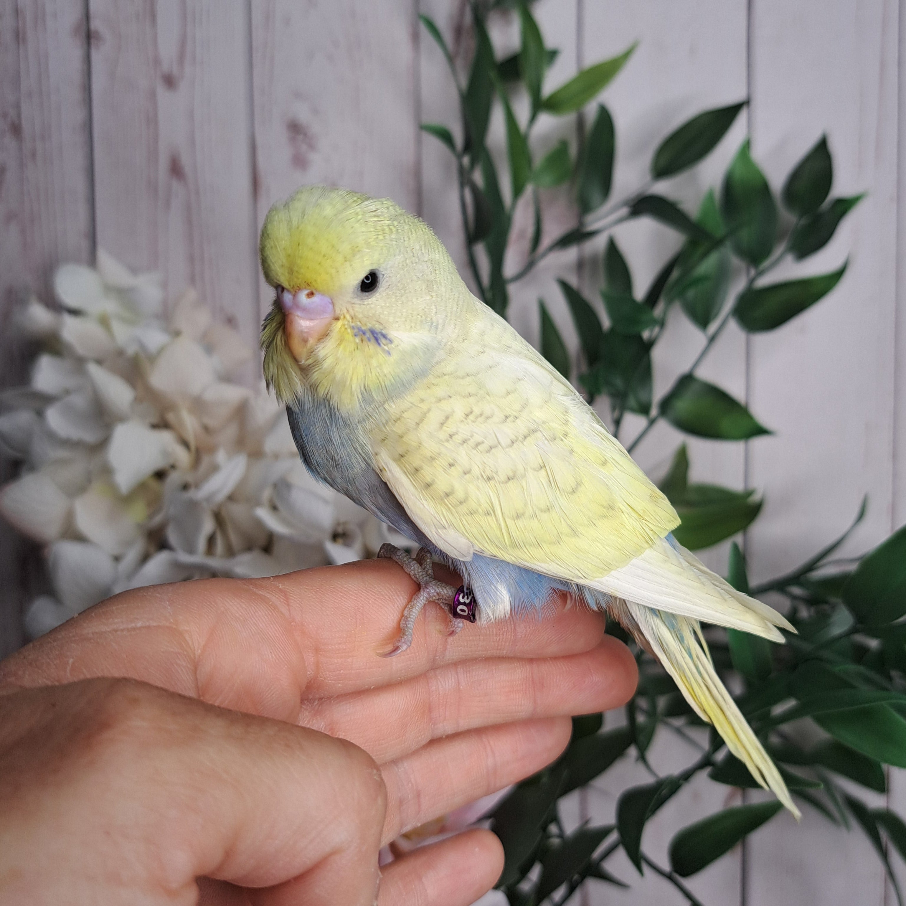 Budgie- Ring ID: D0530