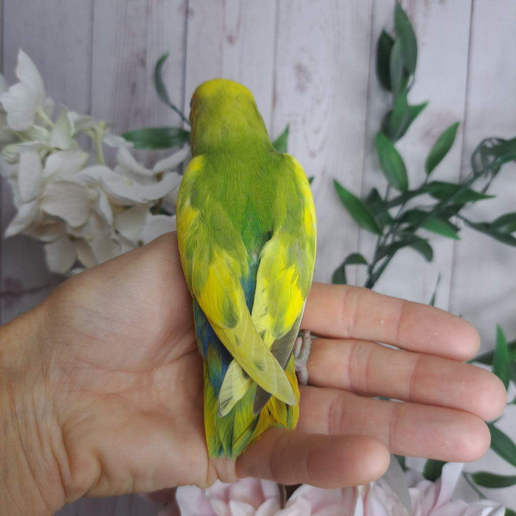 Lovebird- Ring ID:Z2324