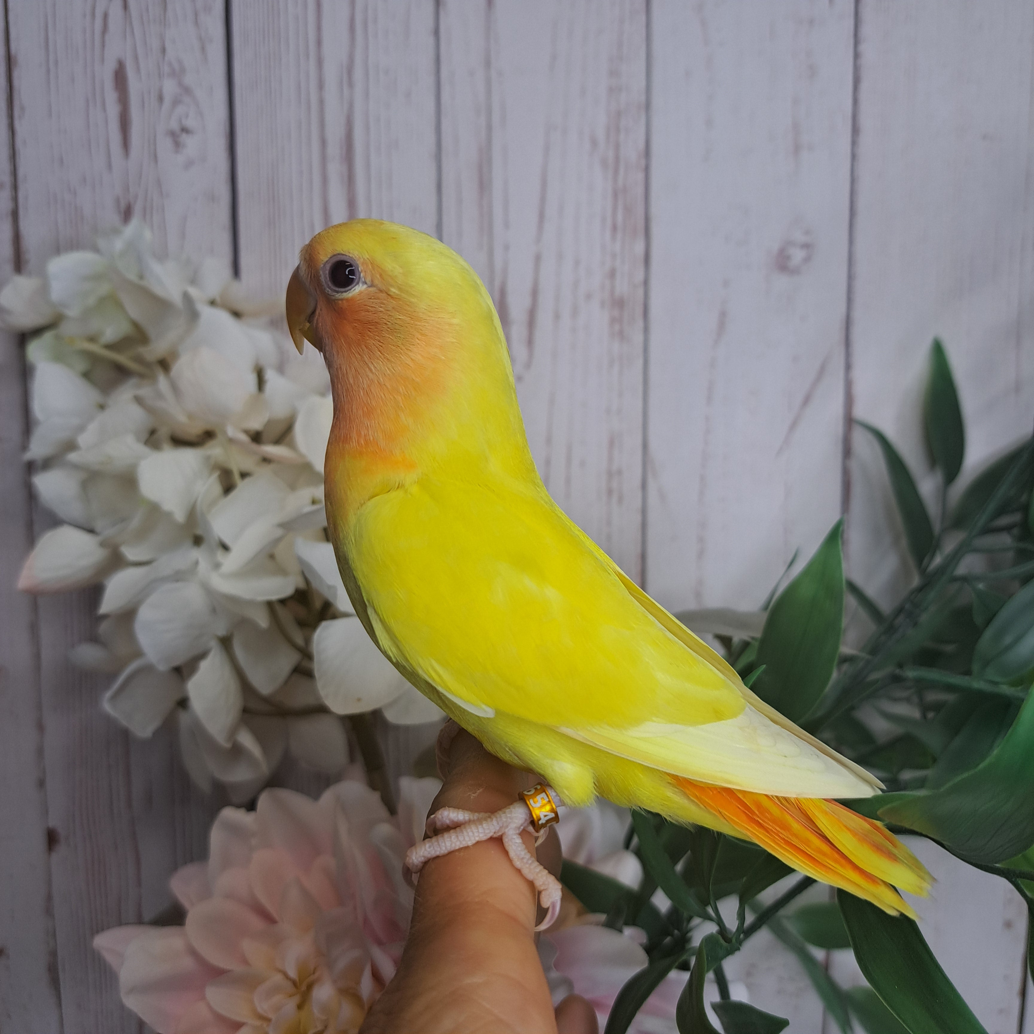 Lovebird- Ring ID: U6545- DEPOSIT TAKEN