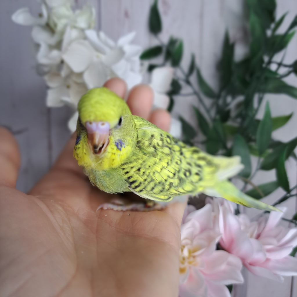 Budgie- Ring ID: N8804