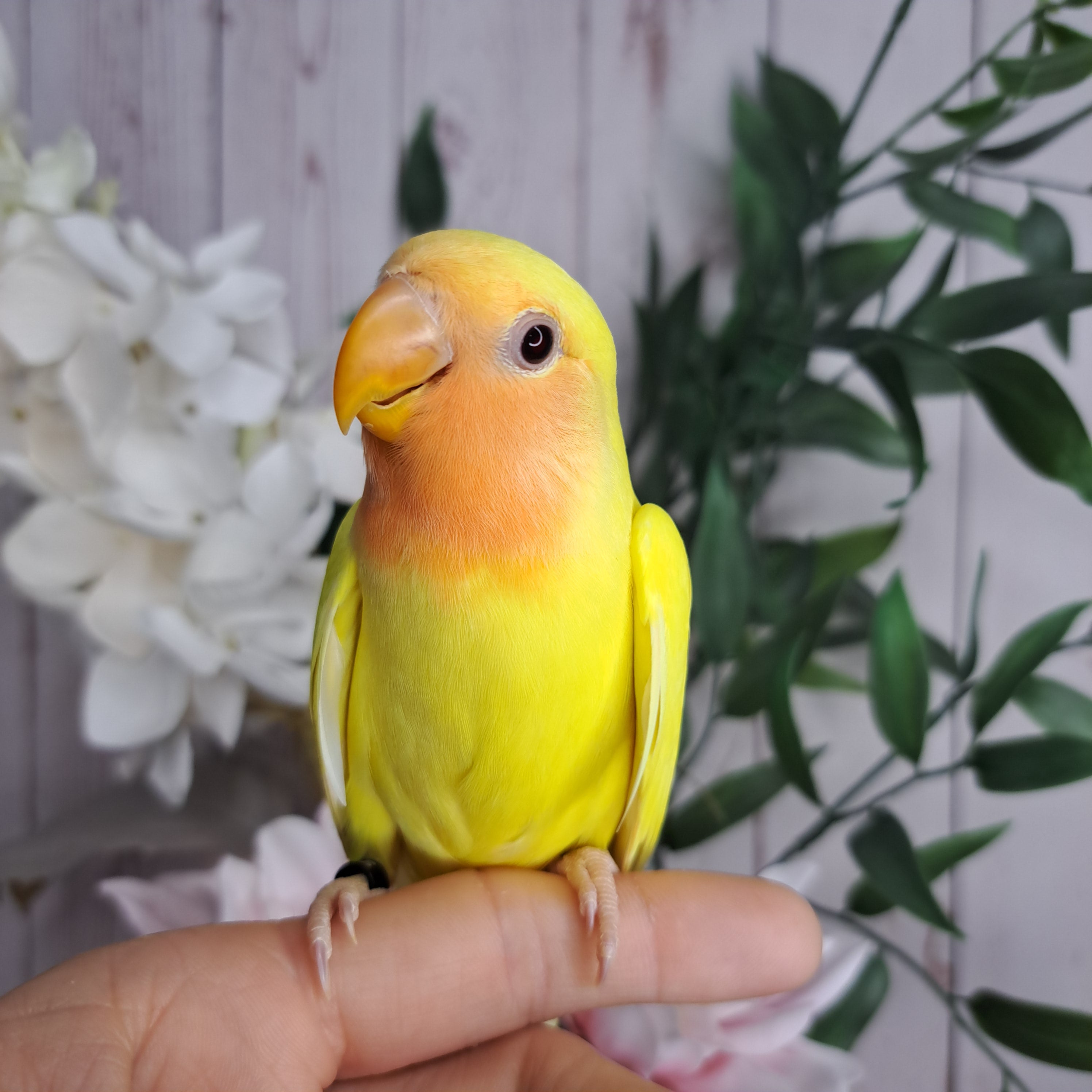 Lovebird- Ring ID: U1125- DEPOSIT TAKEN