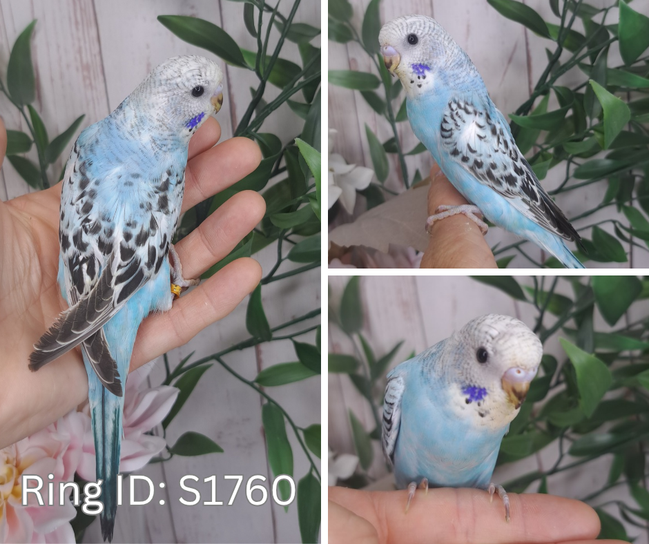 Budgie- Ring ID: S1760