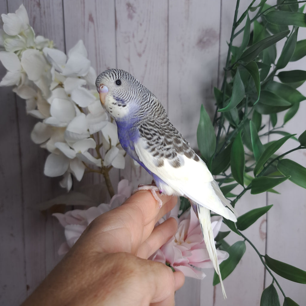 Budgie- Ring ID: P0308