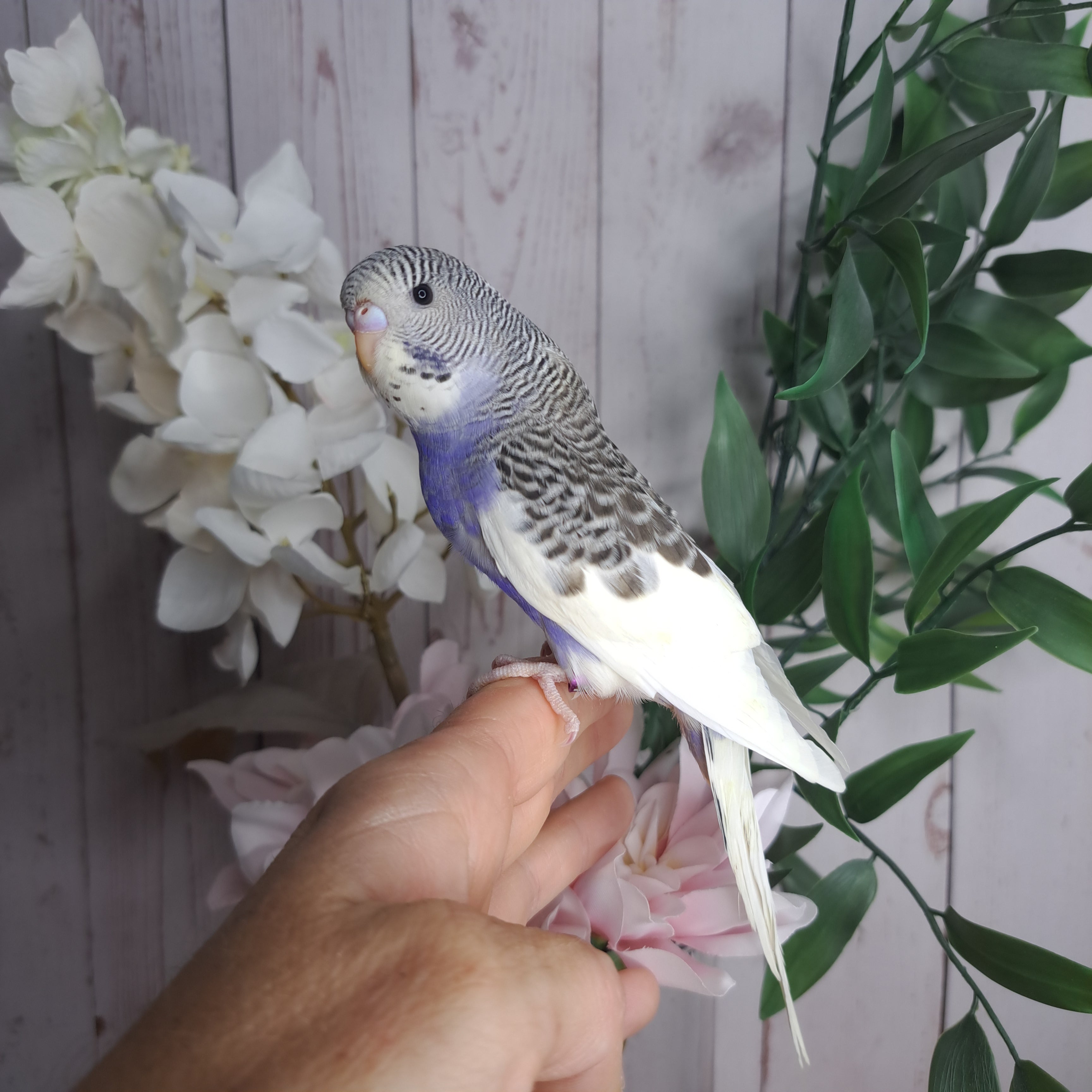 Budgie- Ring ID: P0308
