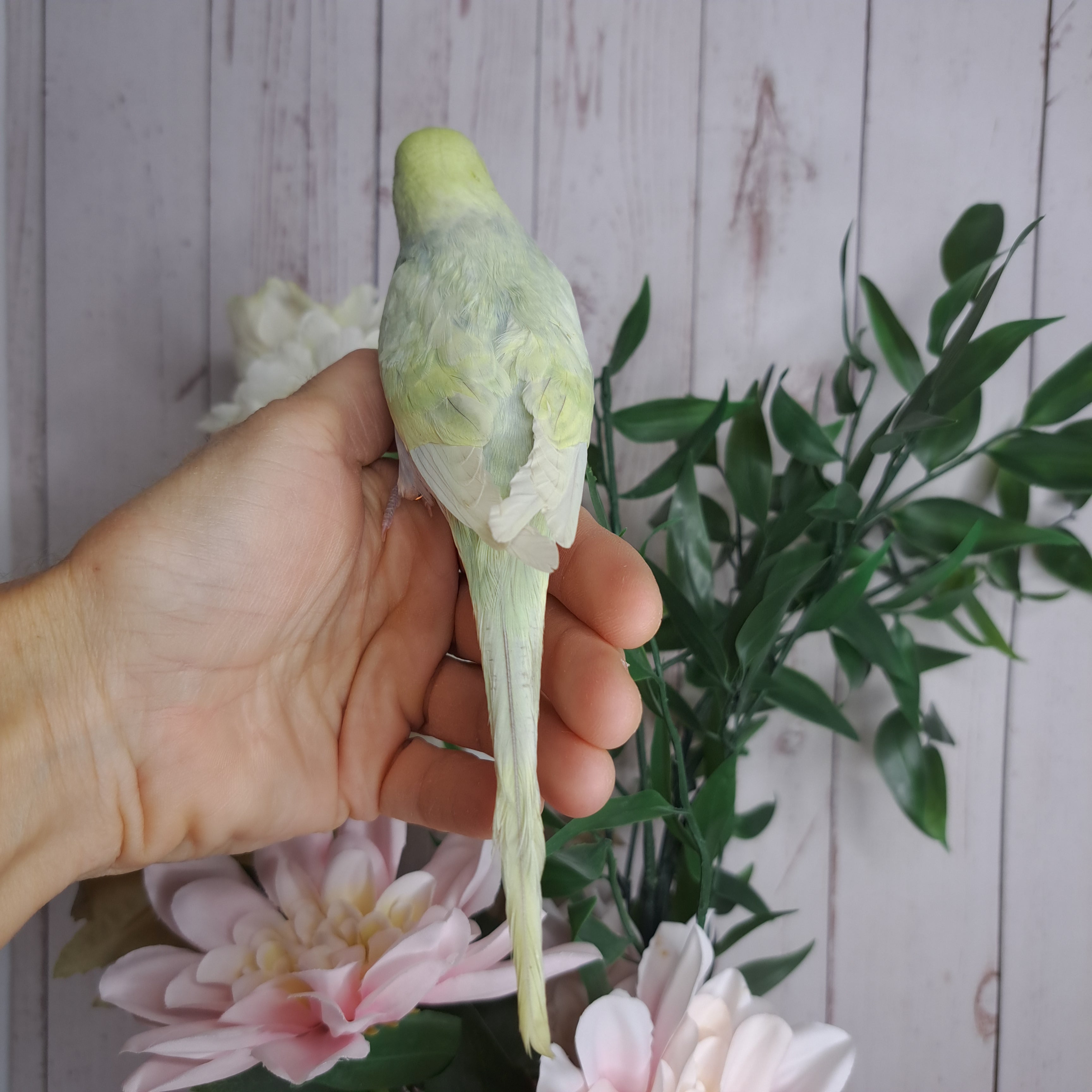 Budgie- Ring ID: N2503