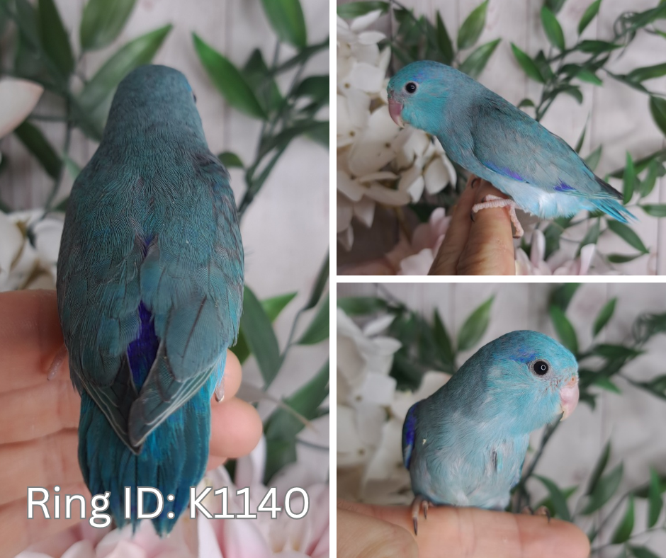 Parrotlet- Ring ID: K1140