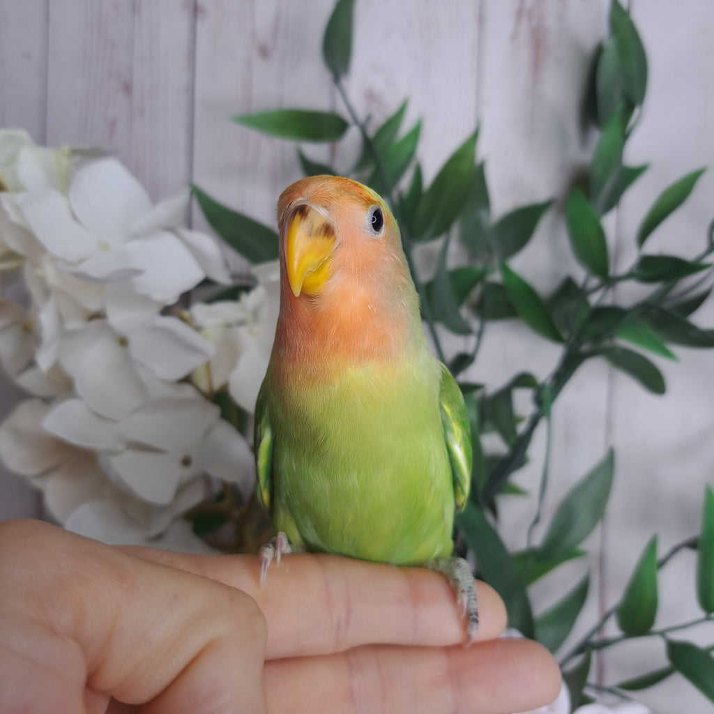 Lovebird- Ring ID: Z1442
