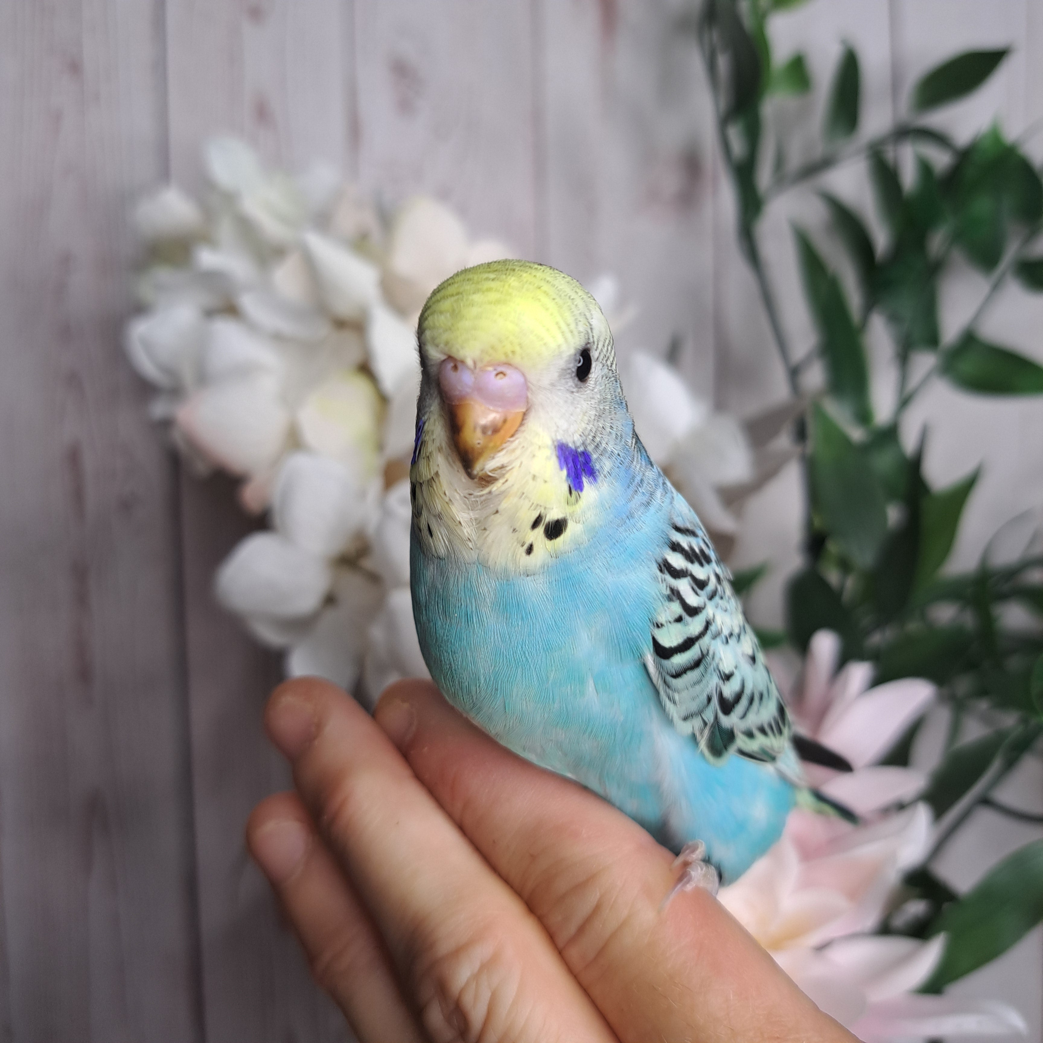 Budgie- Ring ID: J0928