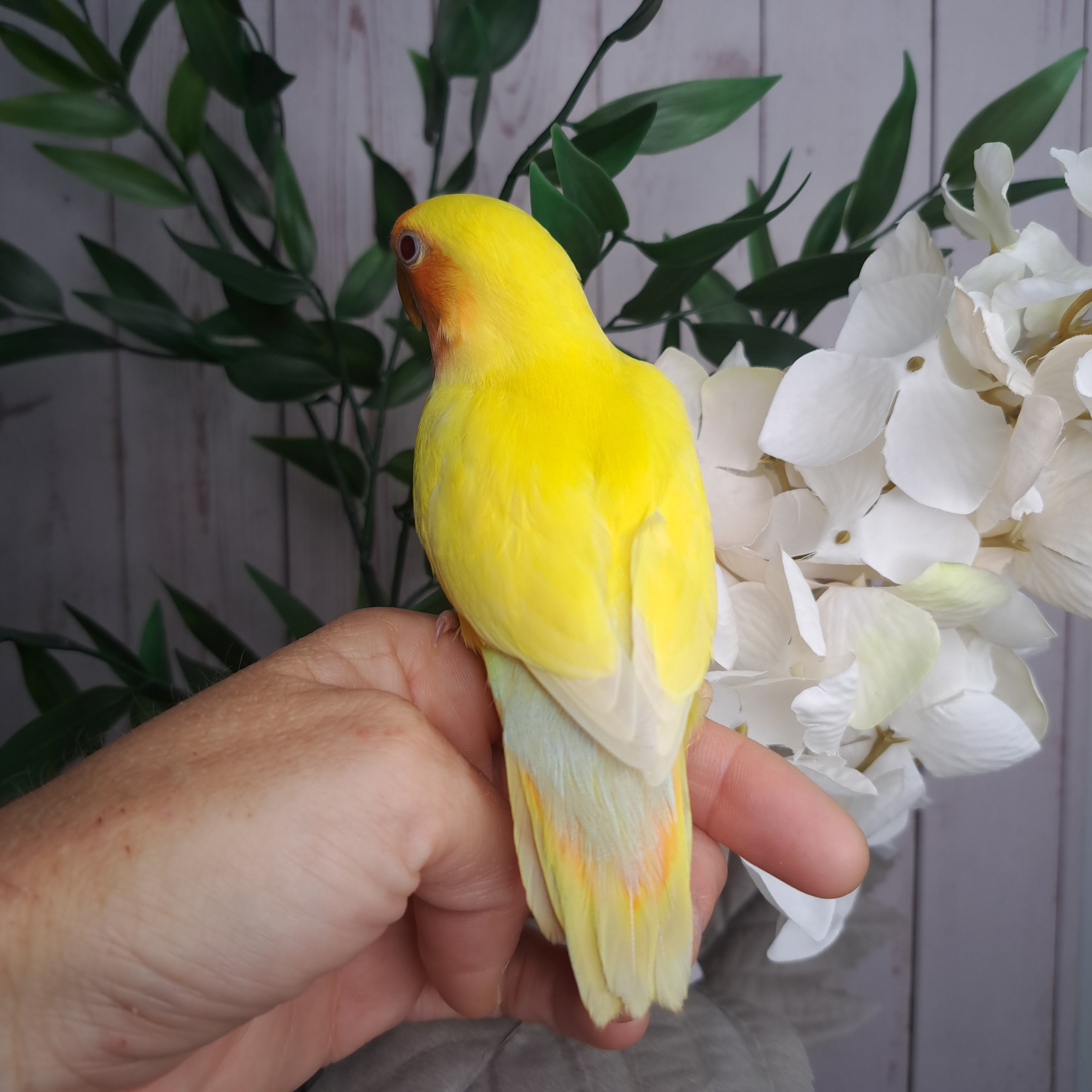 Lovebird- Ring ID: V5640