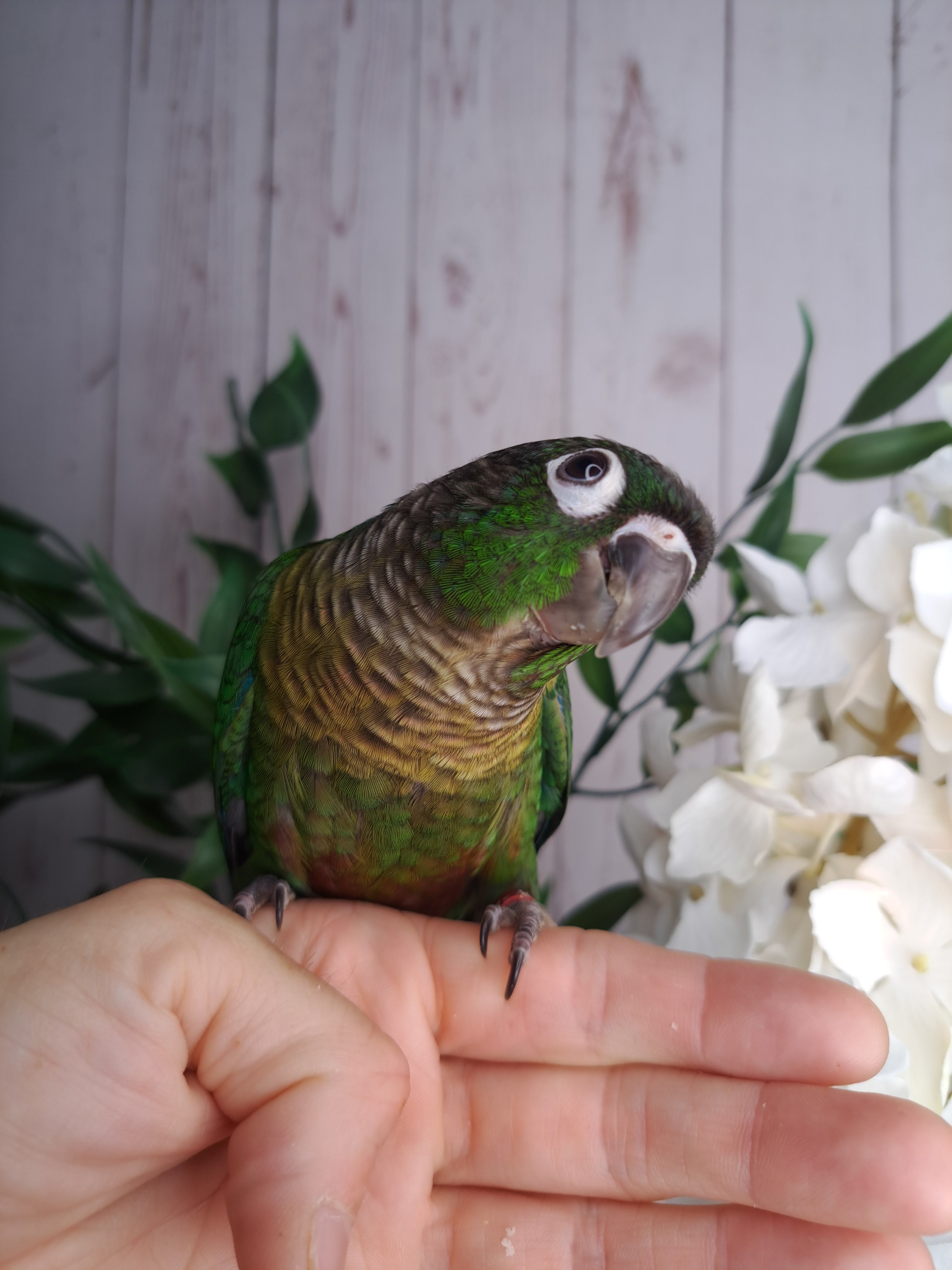 Green Cheek Conure- Ring ID: 295