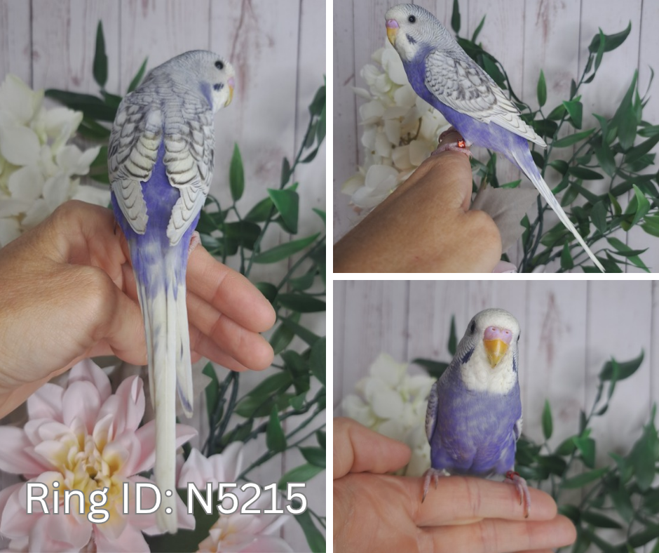 Budgie- Ring ID: N5215- DEPOSIT TAKEN