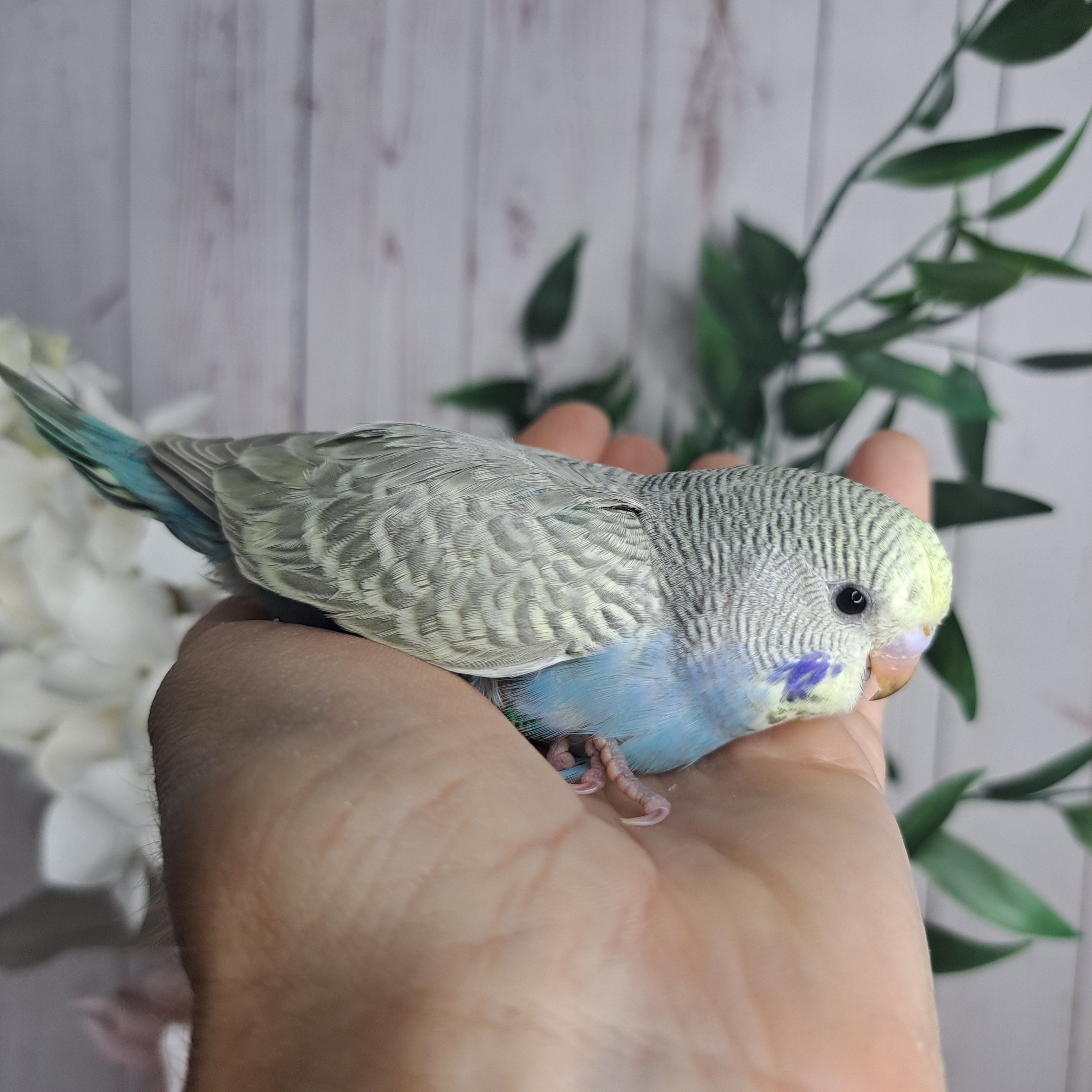 Budgie- Ring ID: E0832-reserved