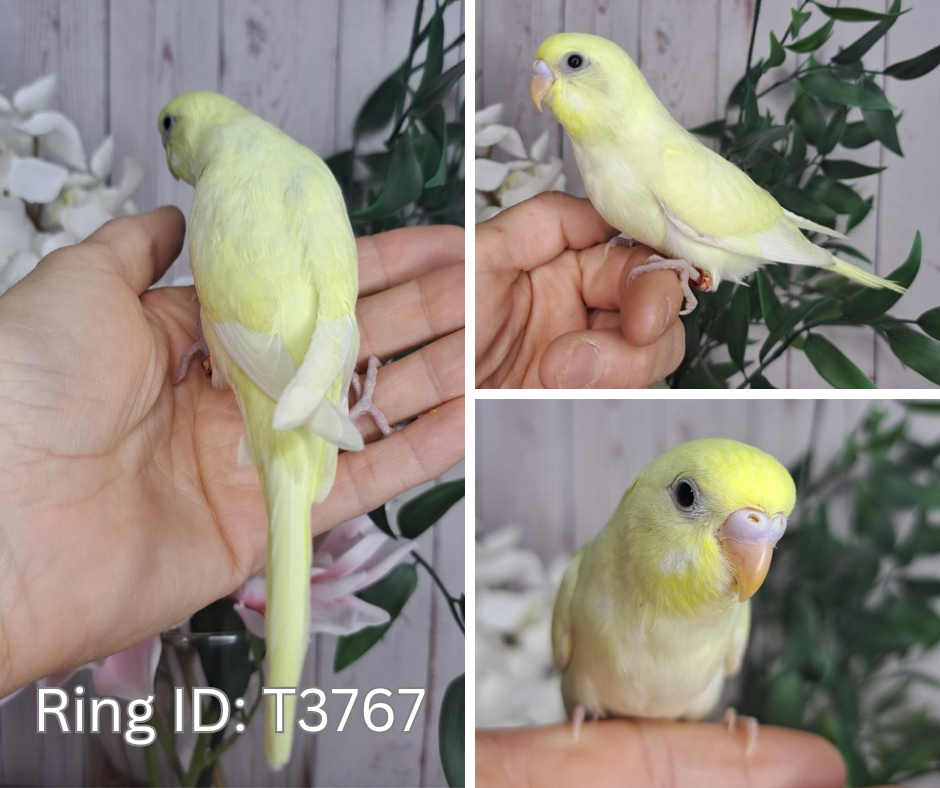 Budgie- Ring ID: T3767