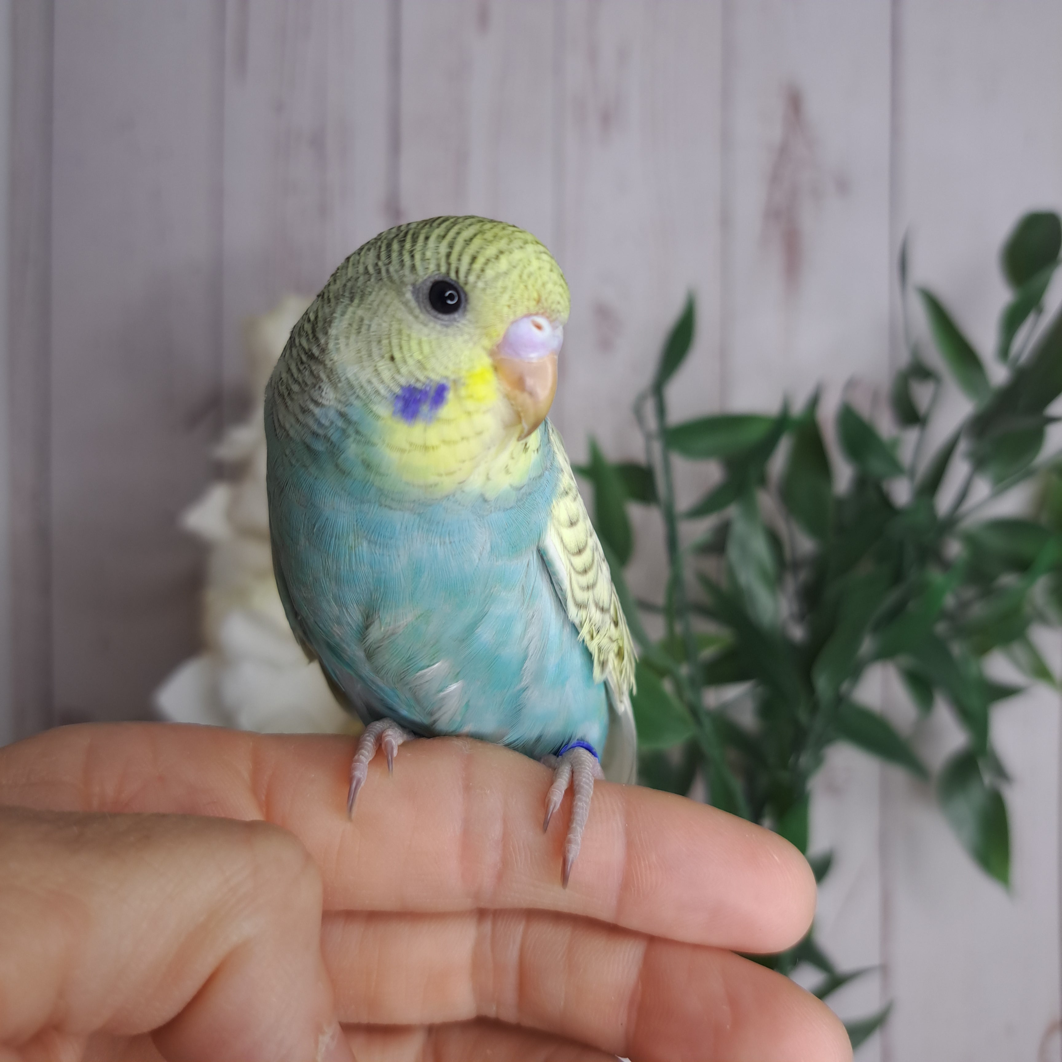 Budgie- Ring ID: Q7566