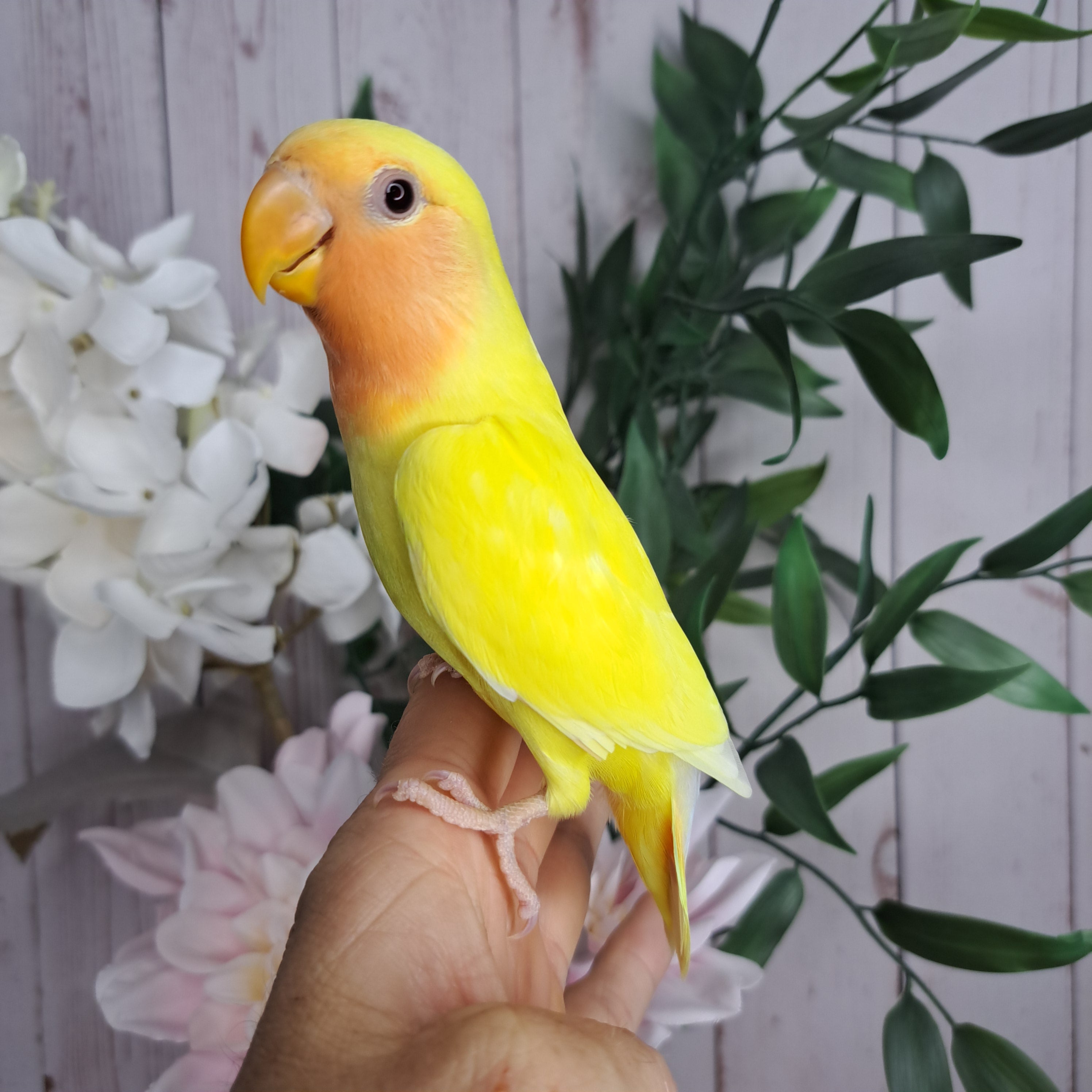 Lovebird- Ring ID: U1125- DEPOSIT TAKEN