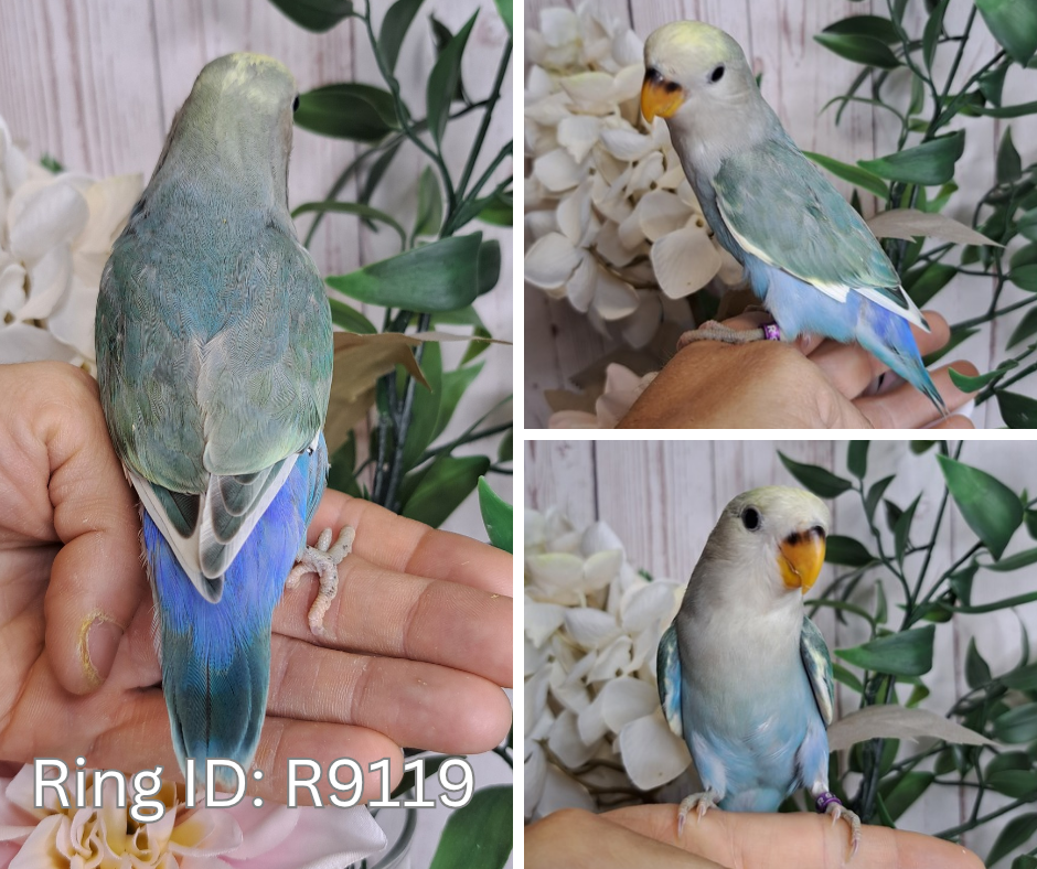Lovebird- Ring ID: R9119