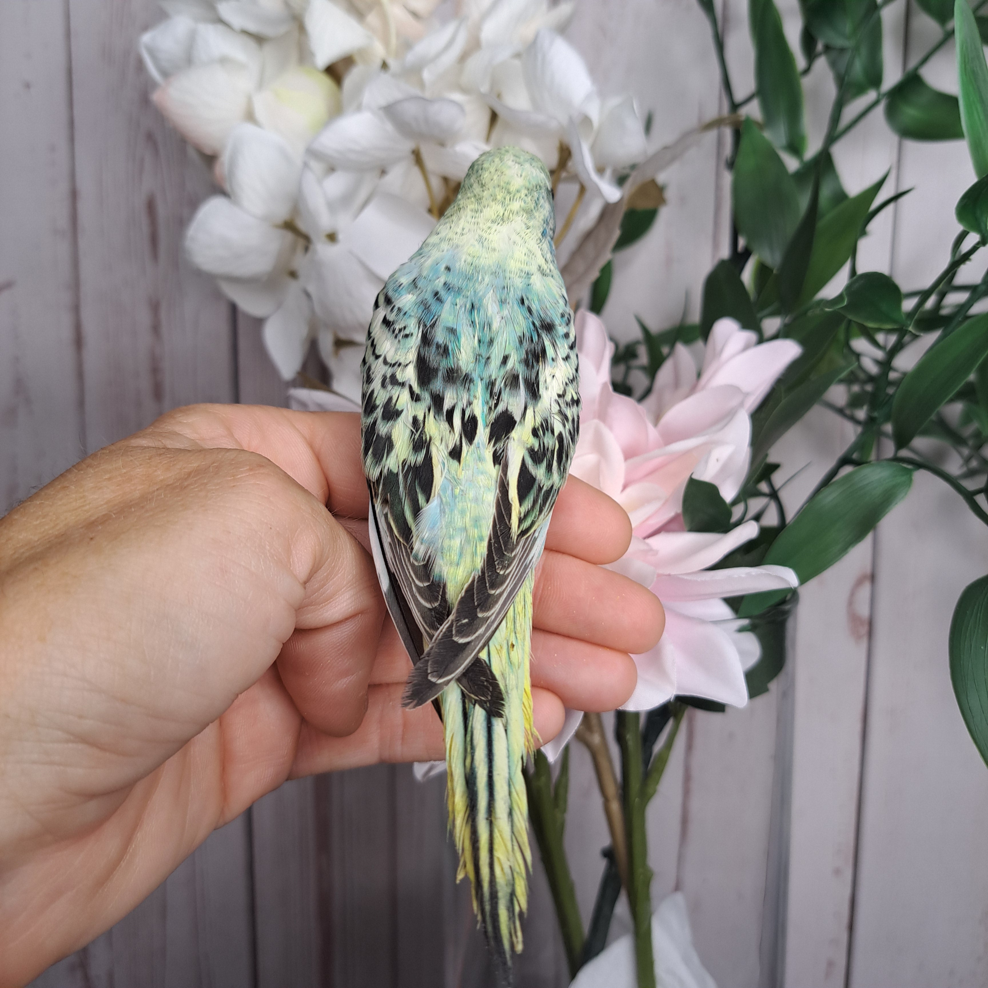 Budgie- Ring ID: K1752
