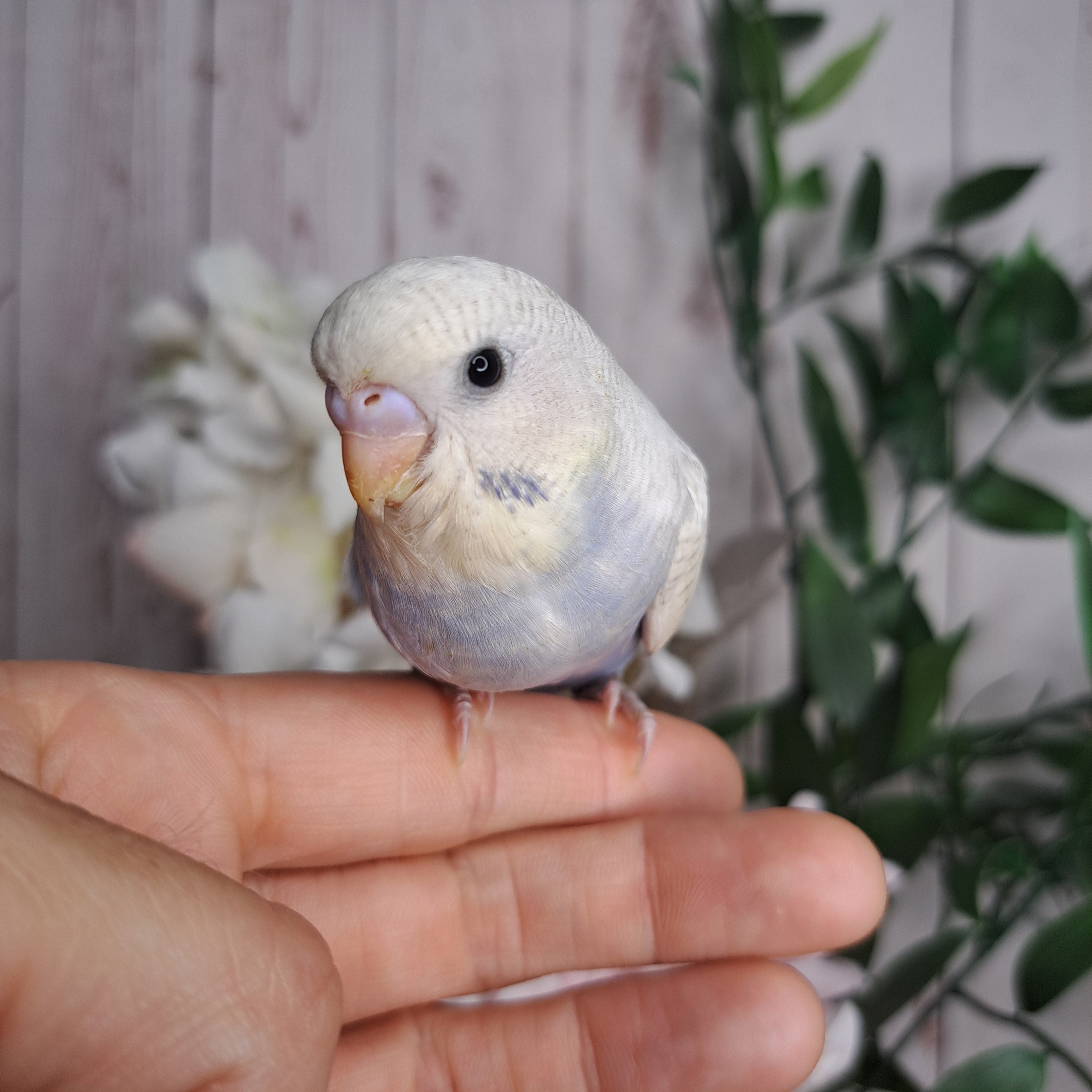 Budgie- Ring ID: Q8201