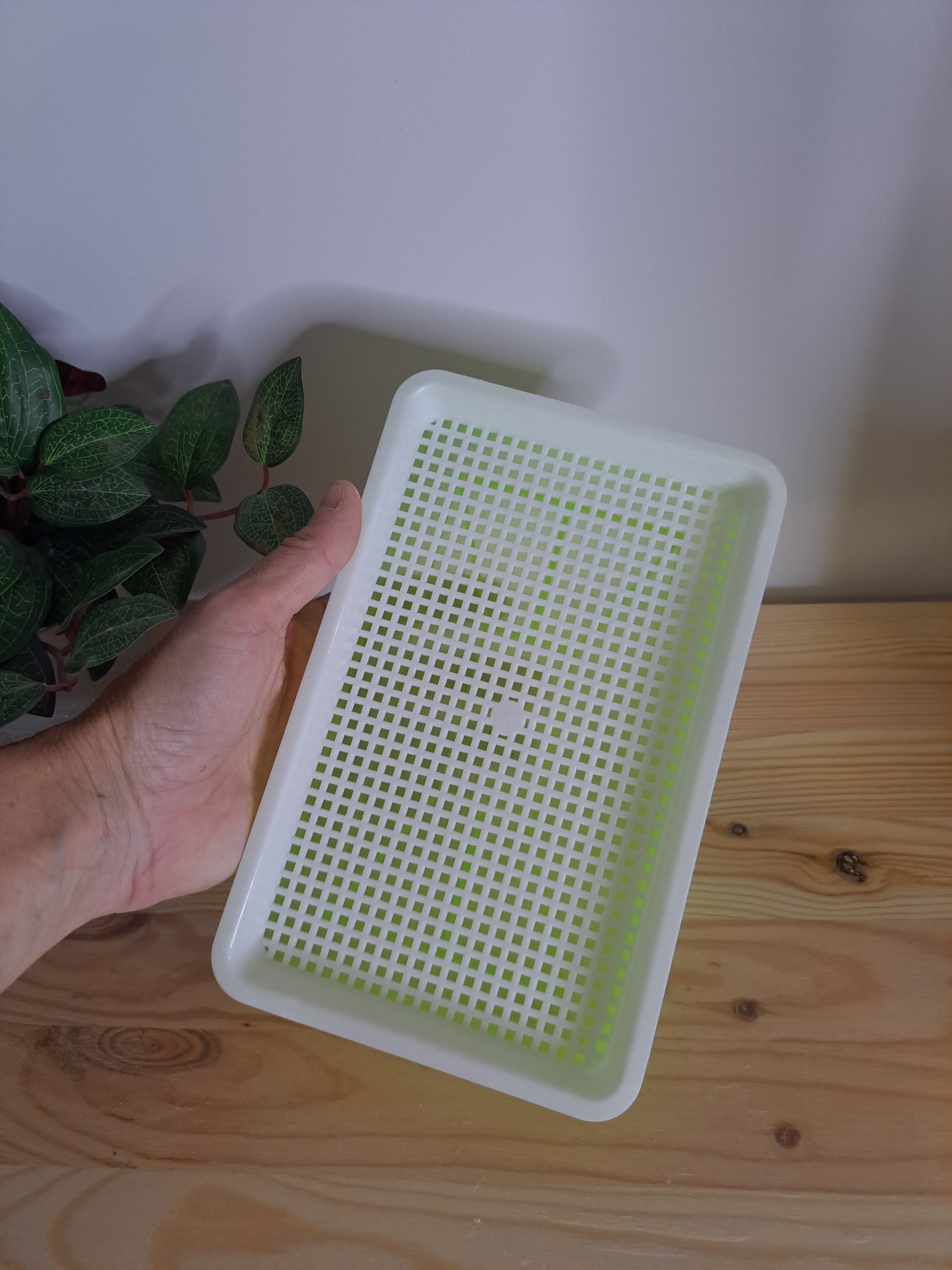 Seed sprouting tray Small 2 pack