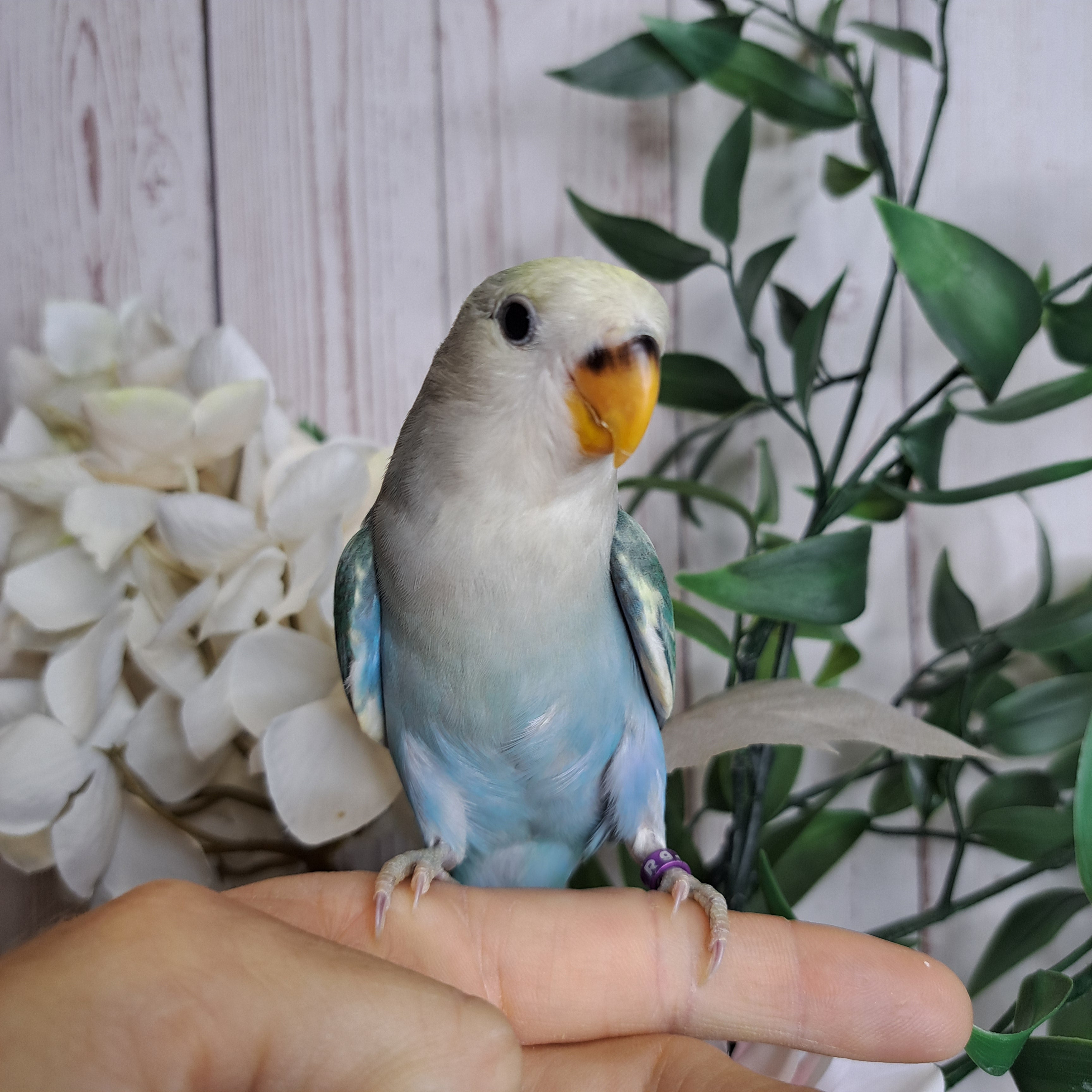 Lovebird- Ring ID: R9119