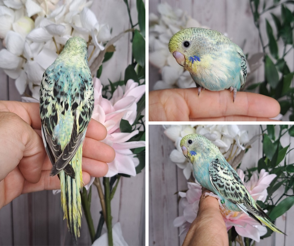 Budgie- Ring ID: K1752