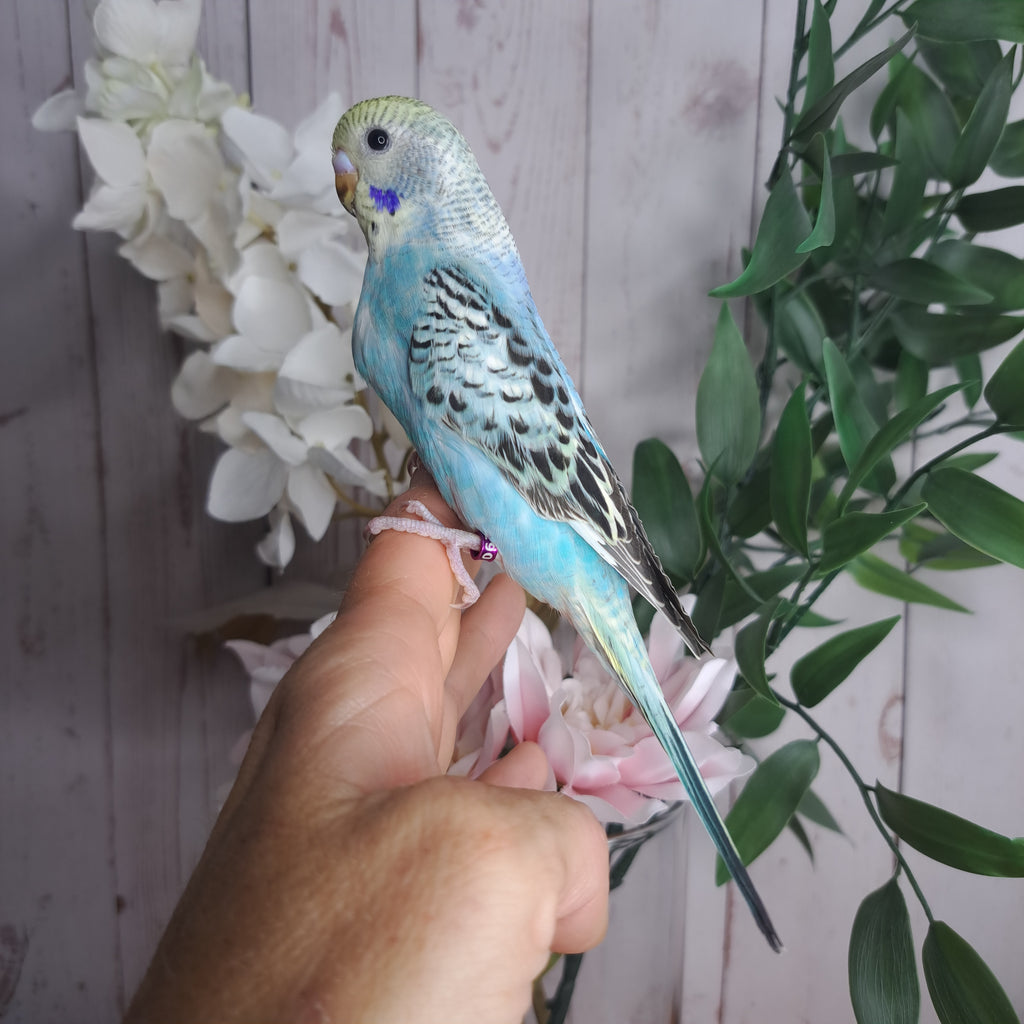 Budgie- Ring ID: N0290