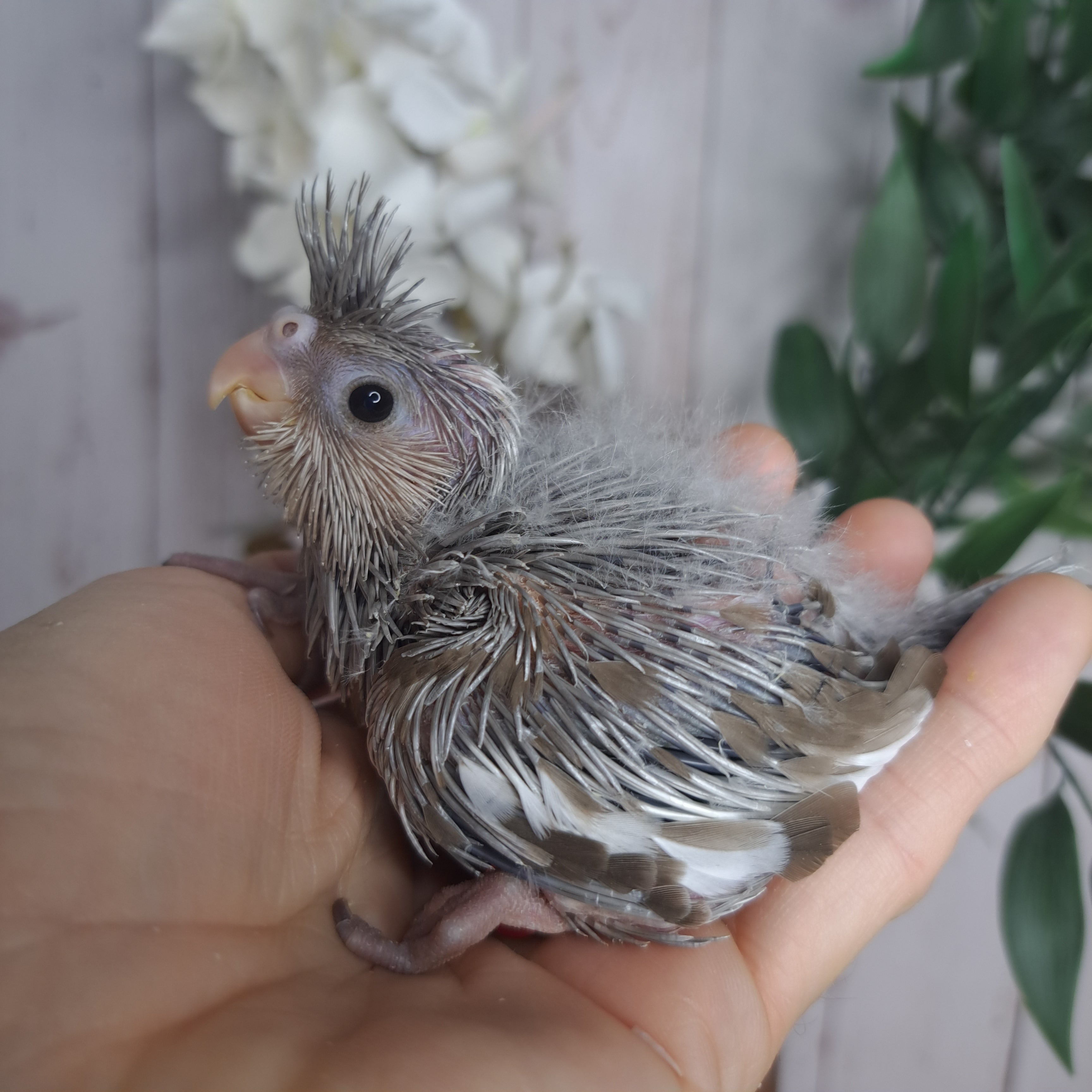 Cockatiel- Ring ID: A1796