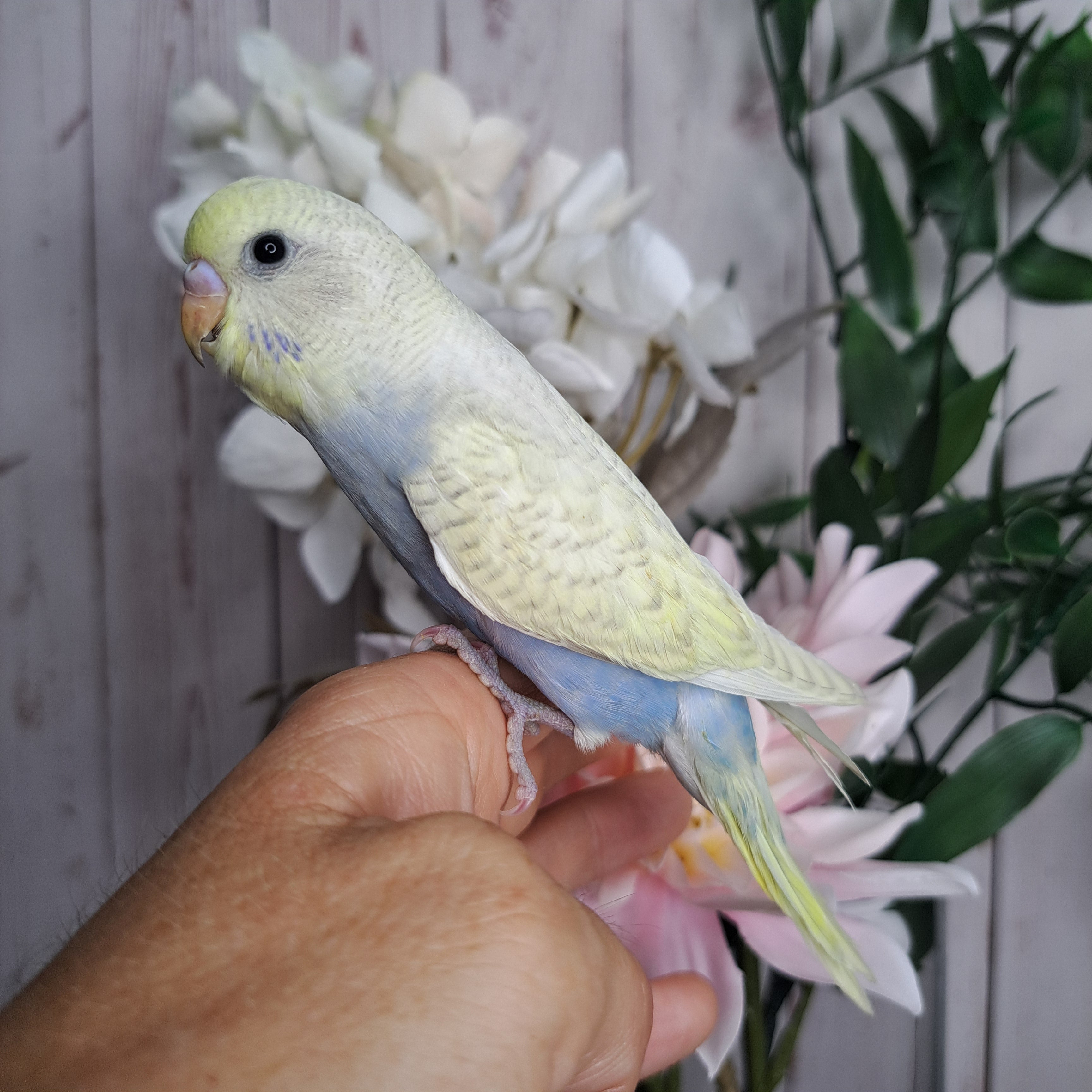Budgie- Ring ID: P2371- Deposit made