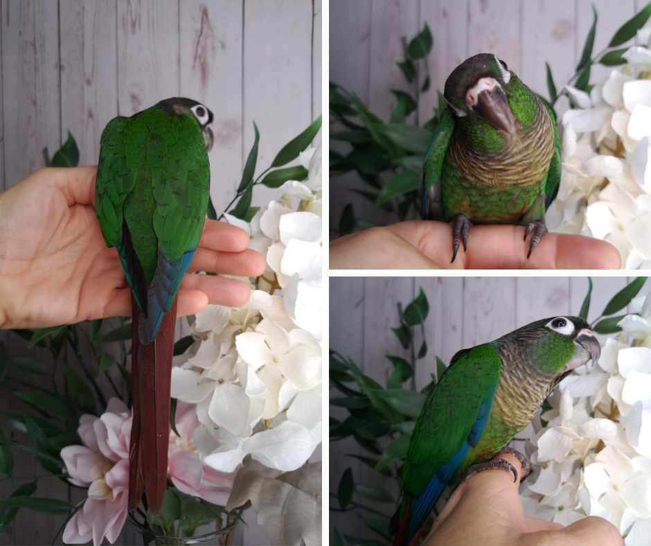 Green Cheek Conure- Ring ID: 297