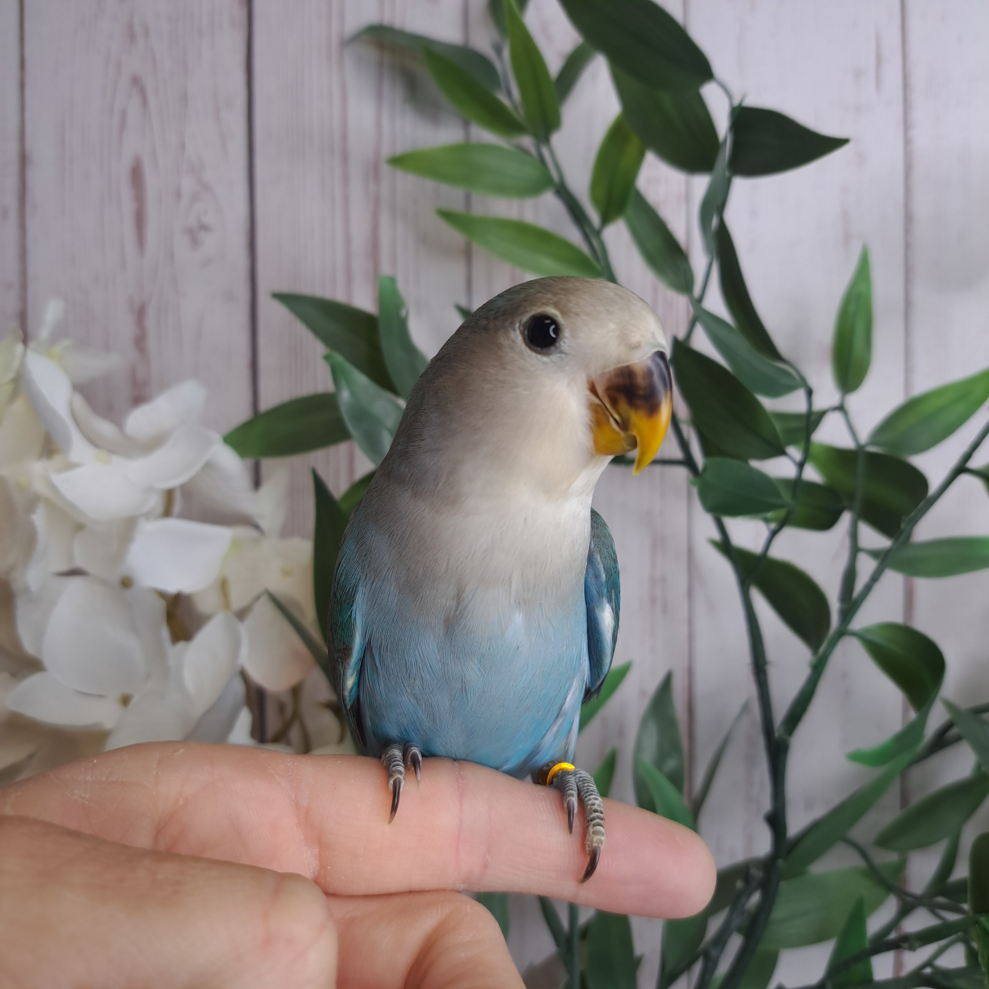 Lovebird- Ring ID: W5244 - DEPOSIT TAKEN