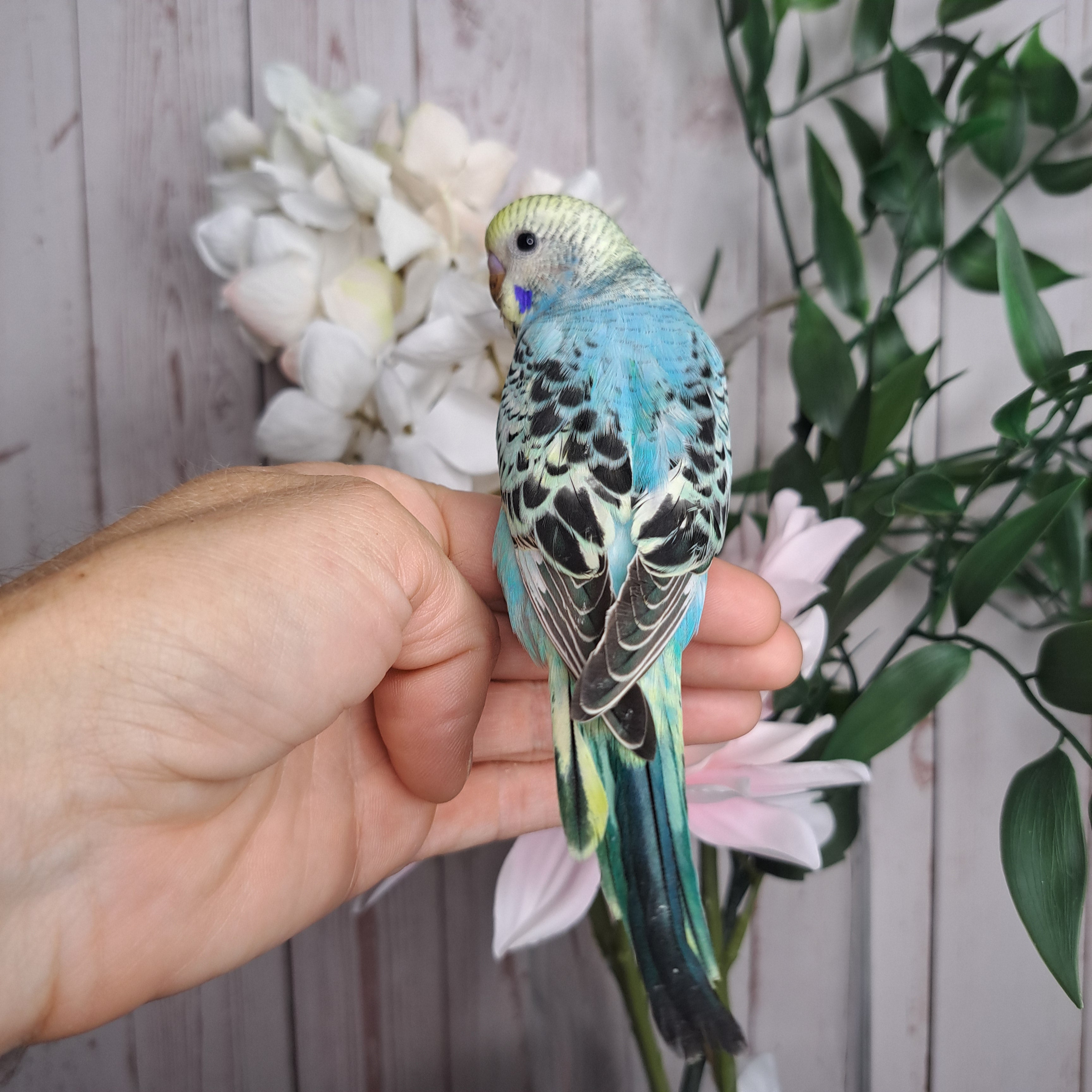Budgie- Ring ID: J0928