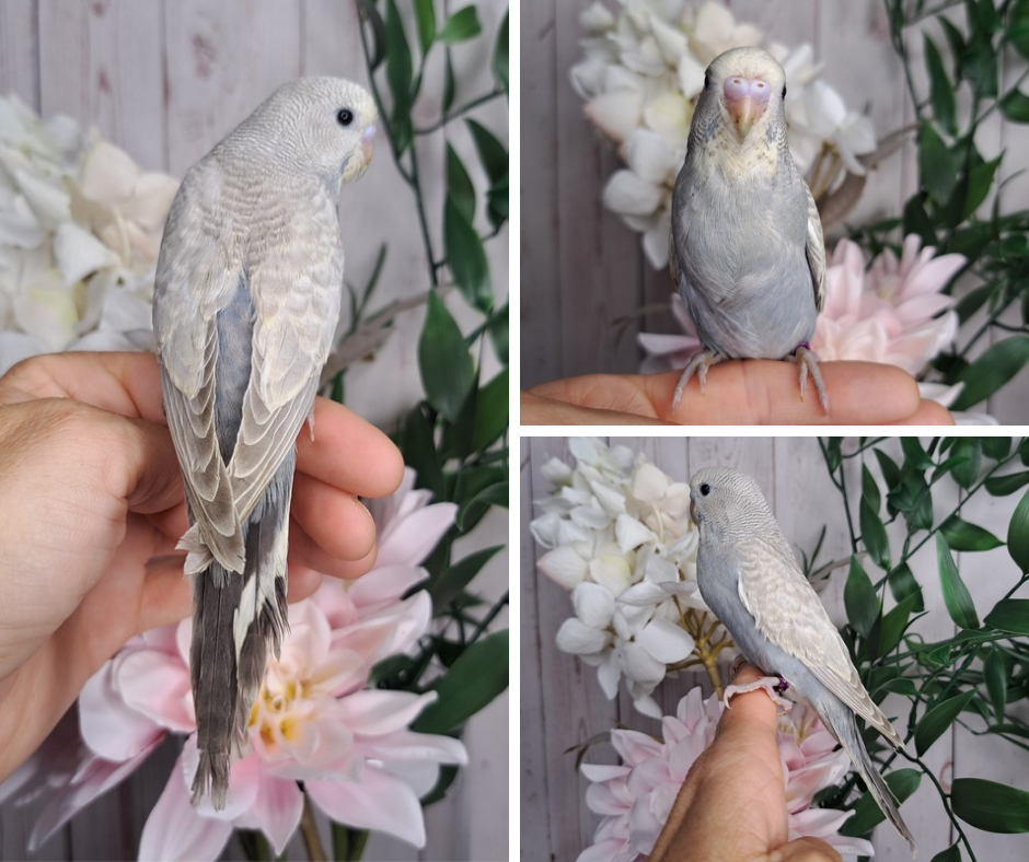 Budgie- Ring ID: F6345