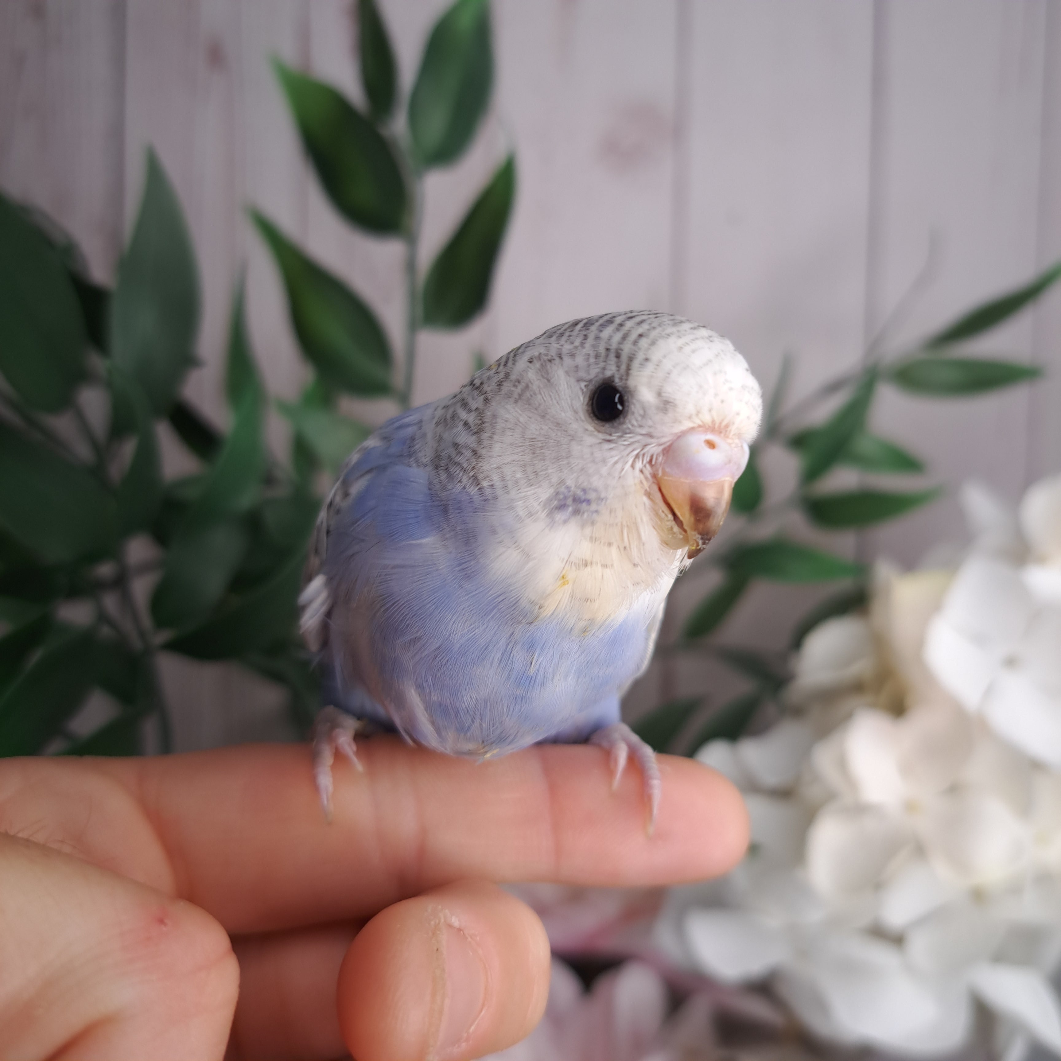 Budgie- Ring ID: G2507