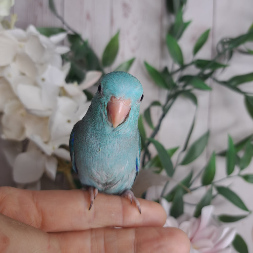 Parrotlet- Ring ID: V5945