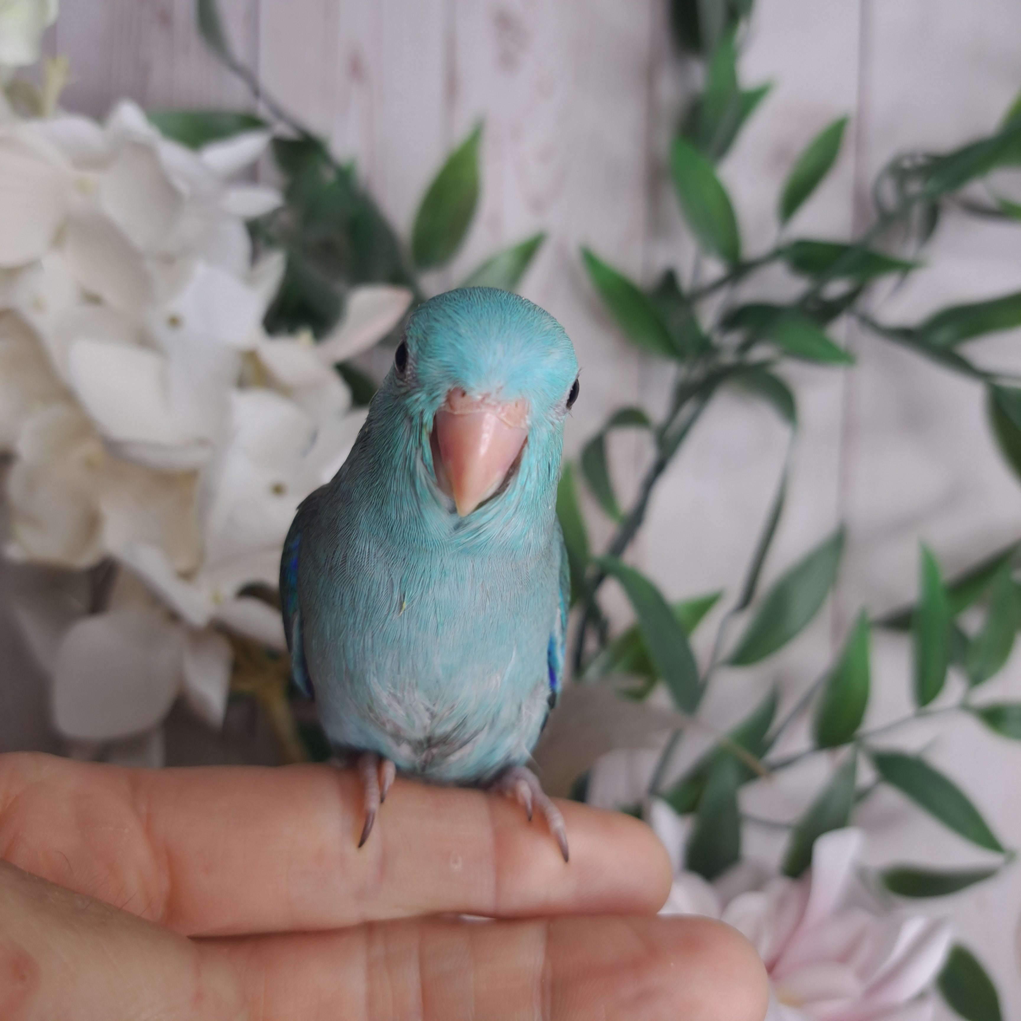 Parrotlet- Ring ID: V5945
