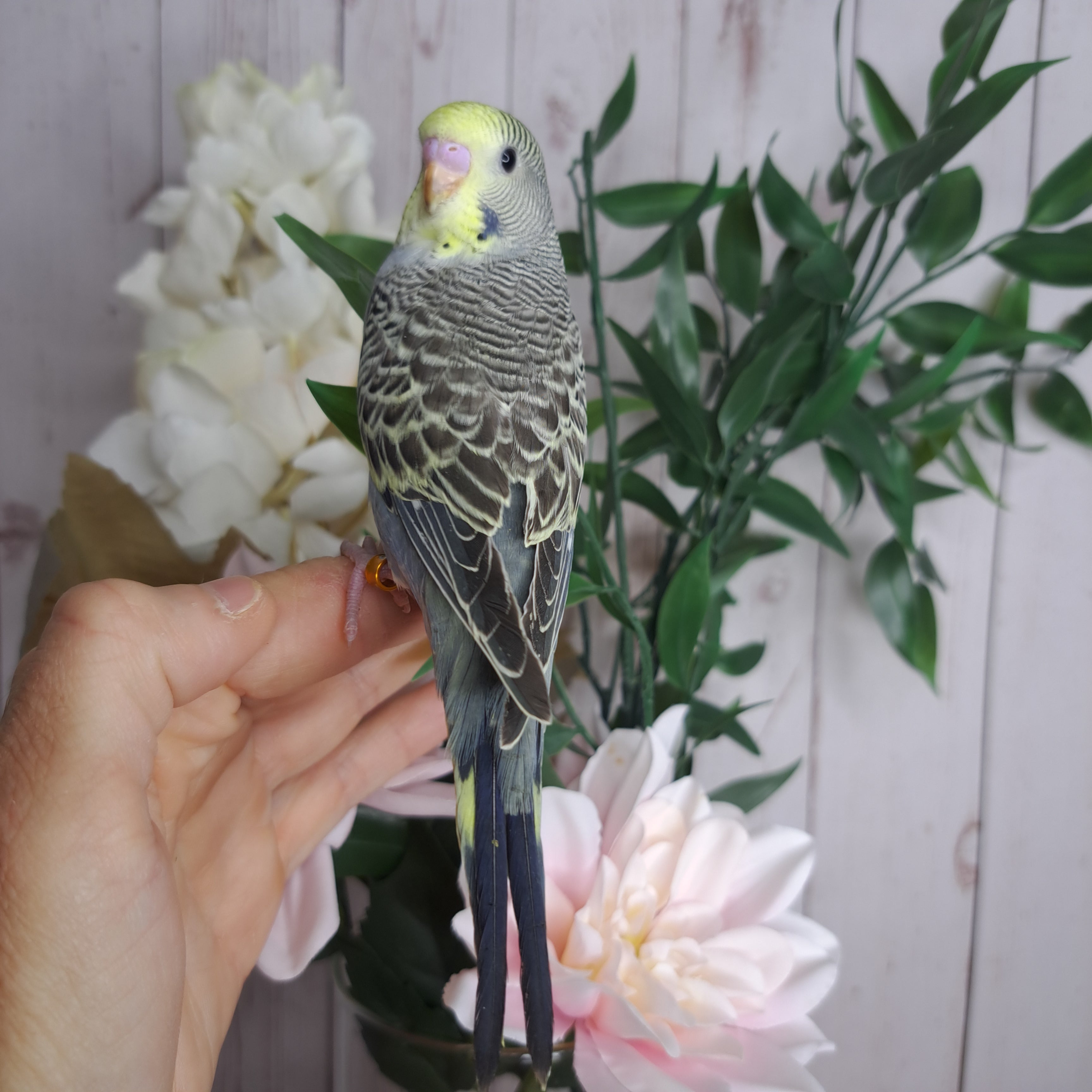 Budgie- Ring ID: R1869