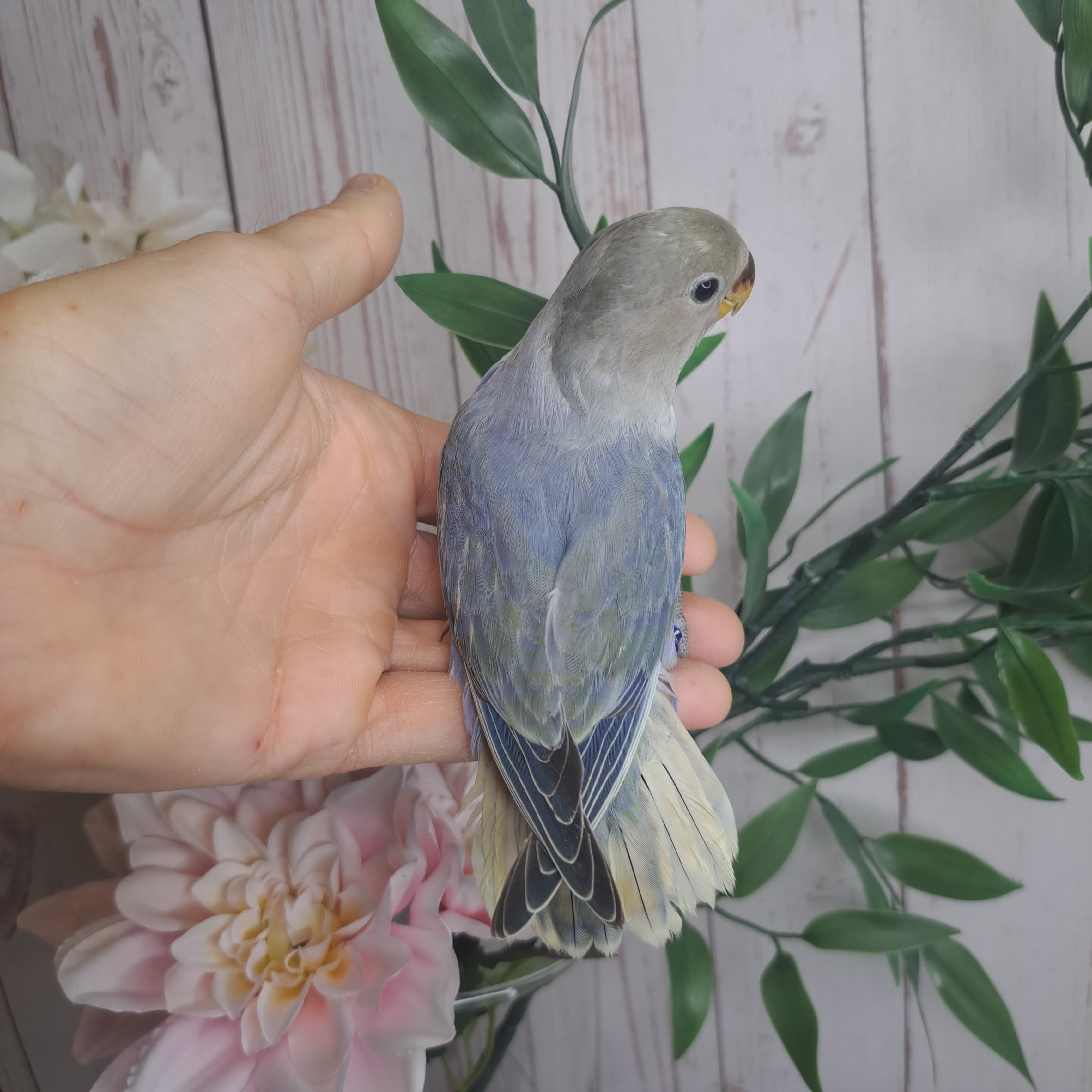 Lovebird- Ring ID: V1708